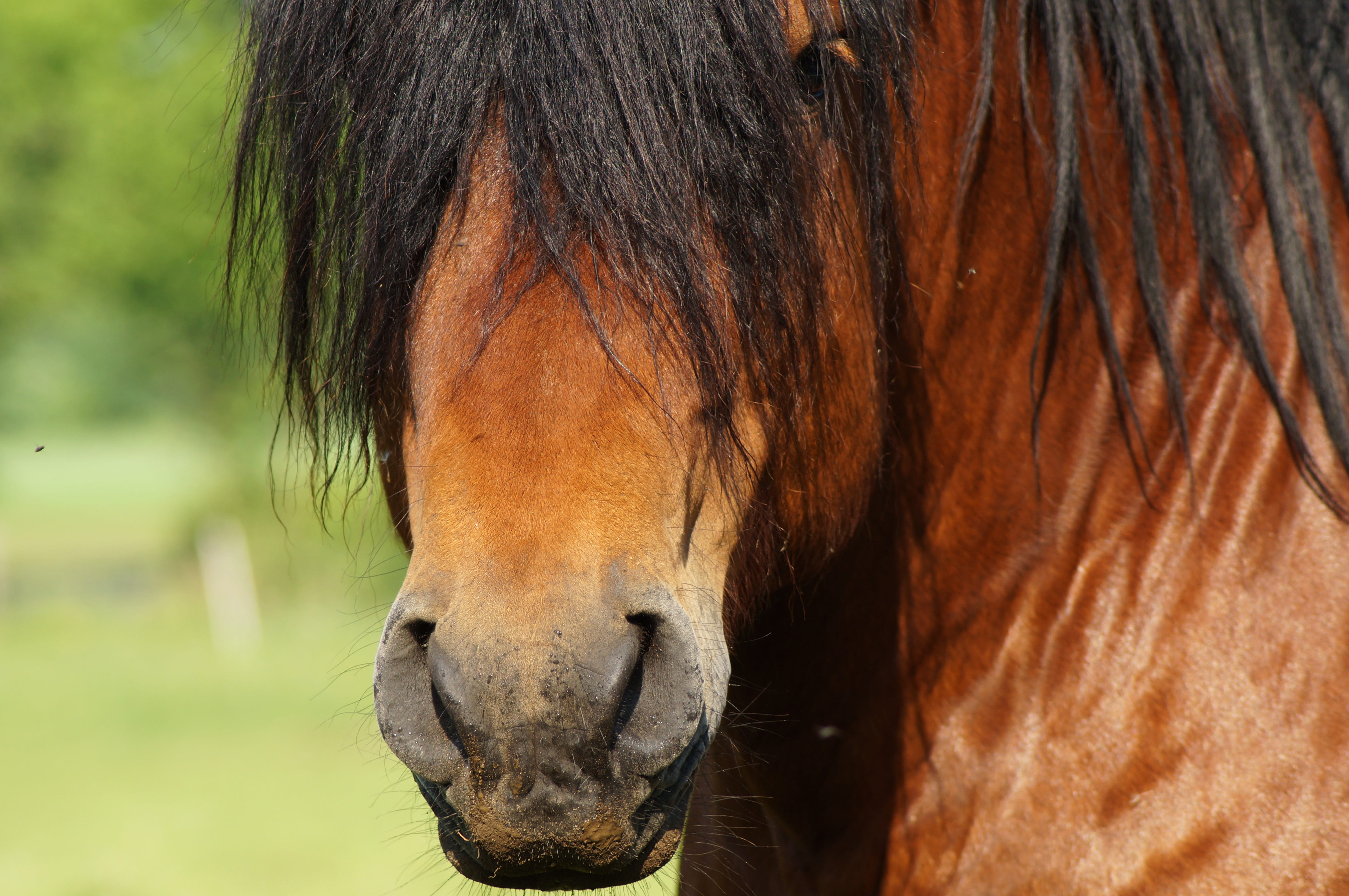 animal, animal wildlife, animal nose, eye, animal world, domestic animals, livestock, hair, 4K, portrait, attention, coupling, fly caps, vertebrate, black, HD Wallpaper