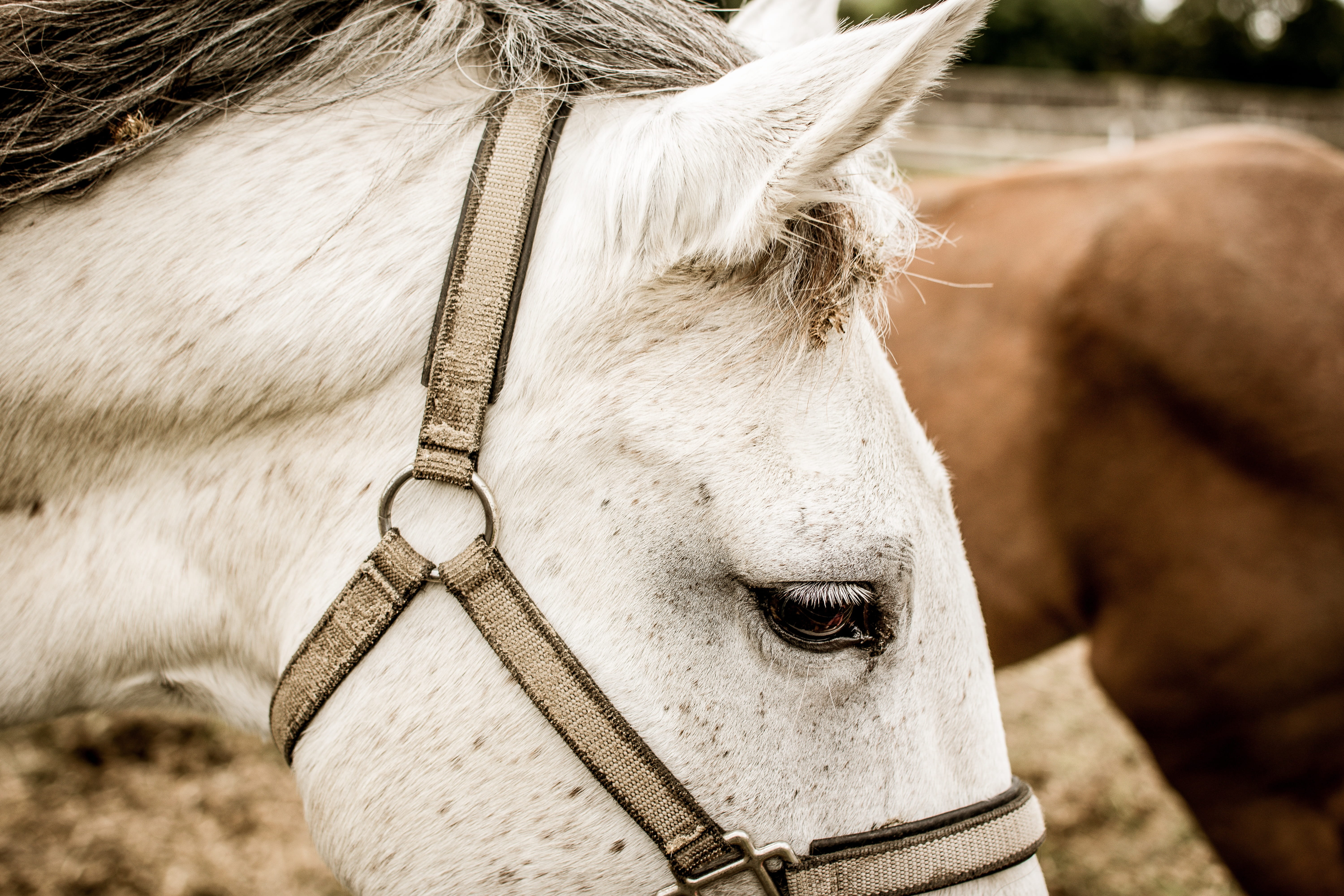 pets, close-up, in the, livestock, animal eye, day, animal head, thoroughbred, animal themes, stallion, animal wildlife, 5K, close up, mammal, arabic, HD Wallpaper