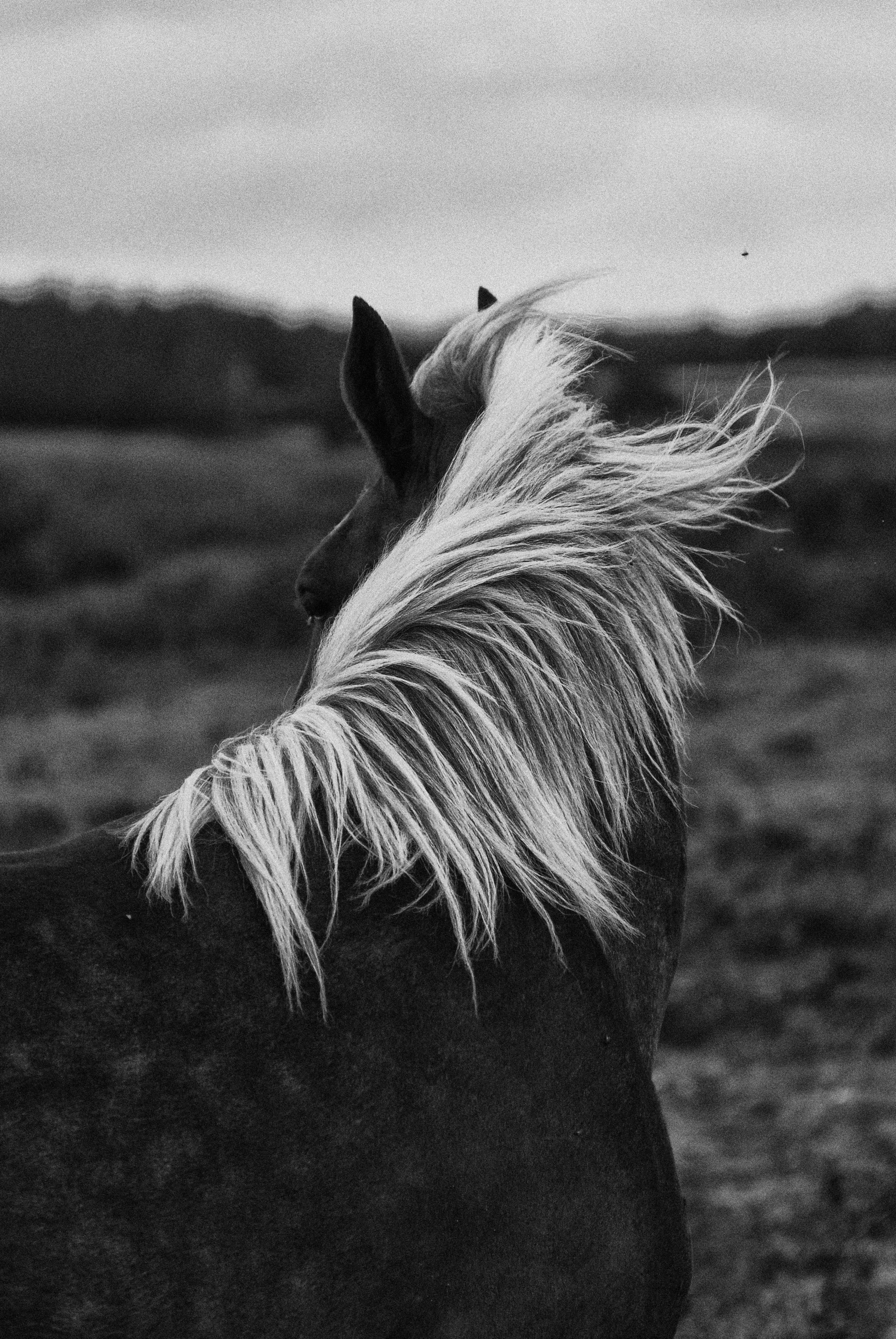 canine, mammal, animal wildlife, back, horse, close-up, domestic, no people, animals in the wild, animal head, 4K, nature, mane, profile, horseback riding, Phone HD Wallpaper