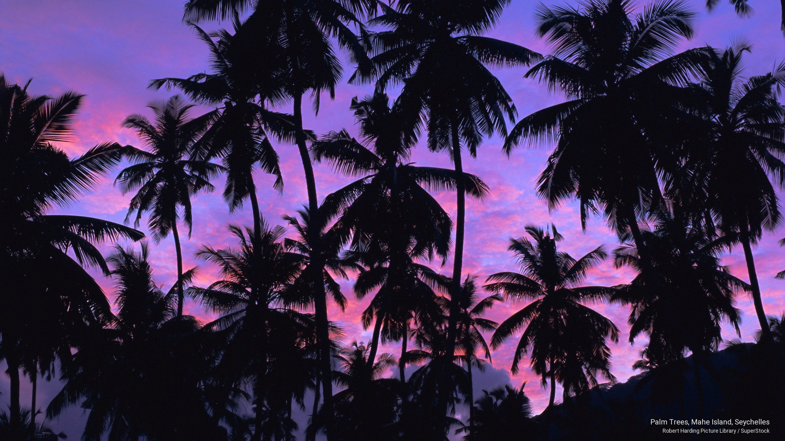 2K, island, Islands, trees, palm, seychelles, mahe, HD Wallpaper