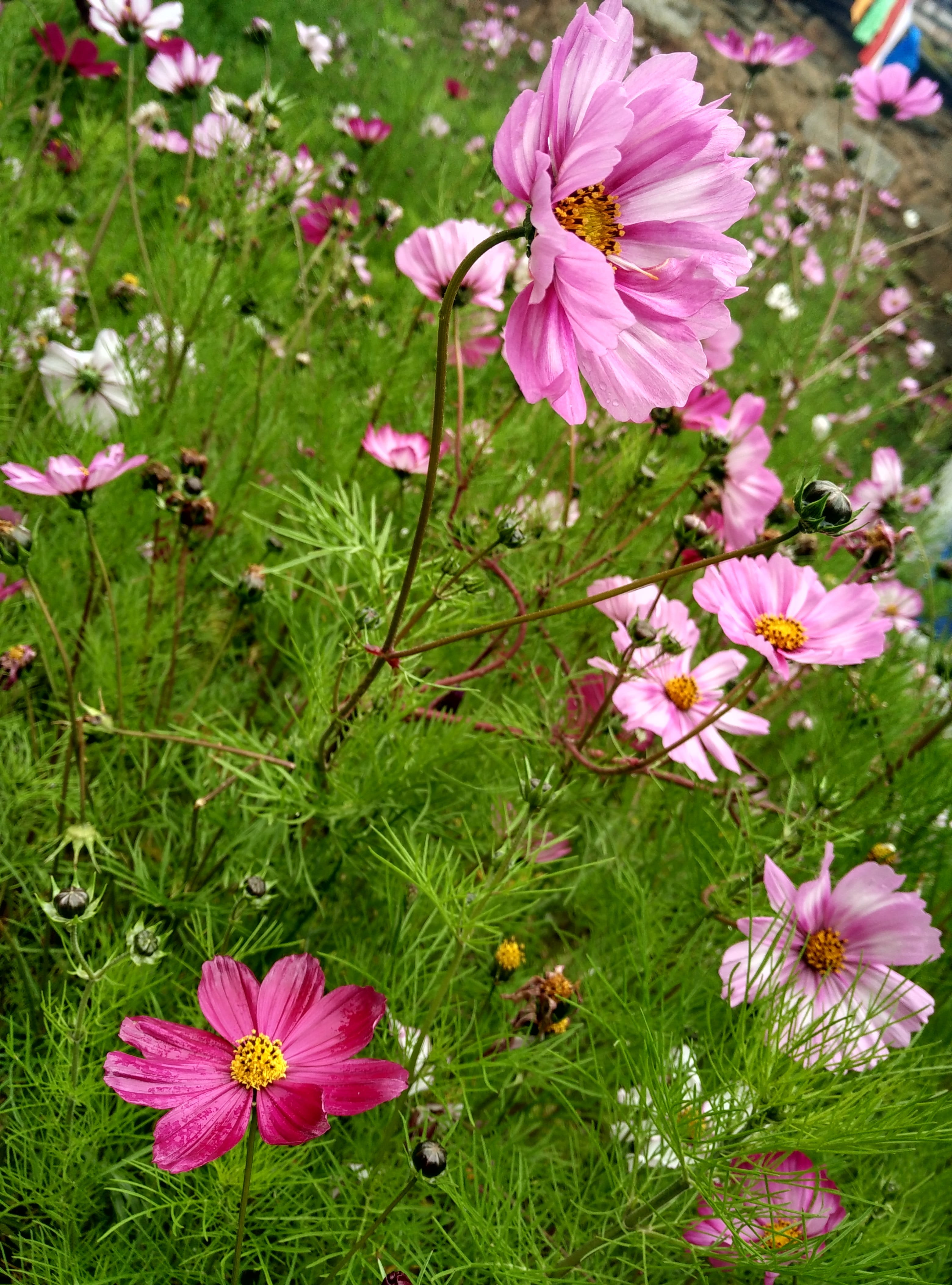 high angle view, pink color, close-up, beauty in nature, no people, inflorescence, plant, flower, outdoors, gesanghua, fragility, Wild Flowers, flower head, Phone HD Wallpaper