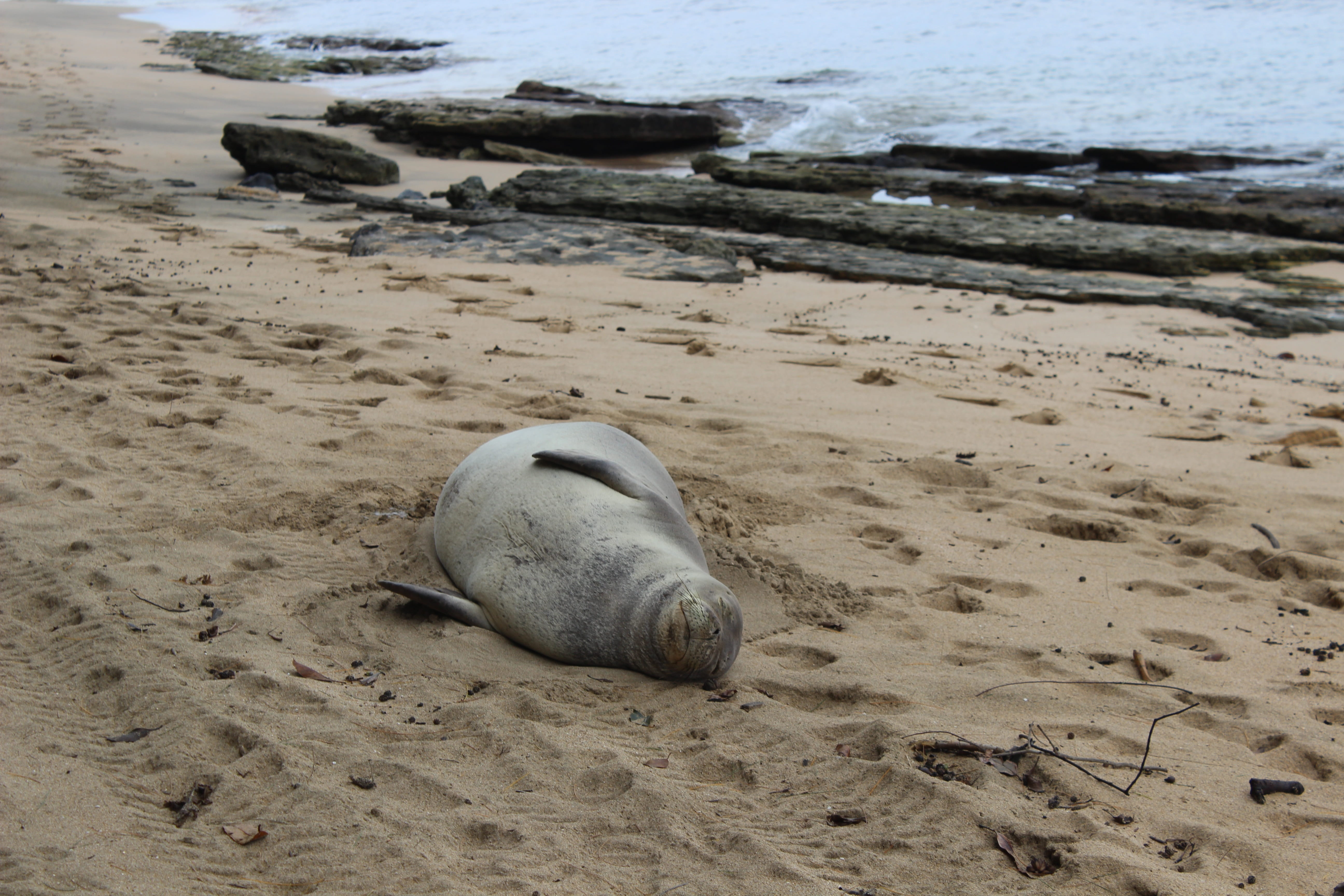 land, sea lion, seal - animal, outdoors, vertebrate, animal, animal themes, monk, beached, mammal, seal, no people, sand, animals in the wild, water, one animal, HD Wallpaper