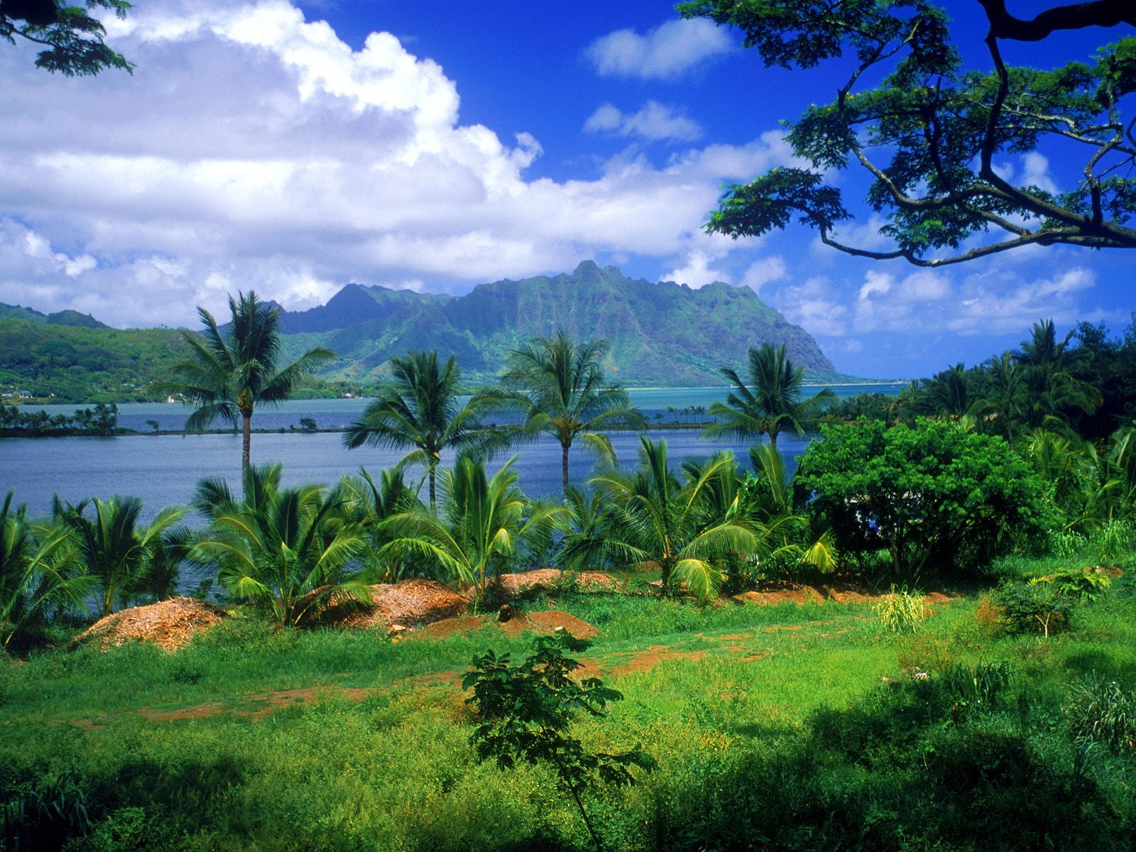 720P, kaneohe, hawaii, pond, fish, HD Wallpaper