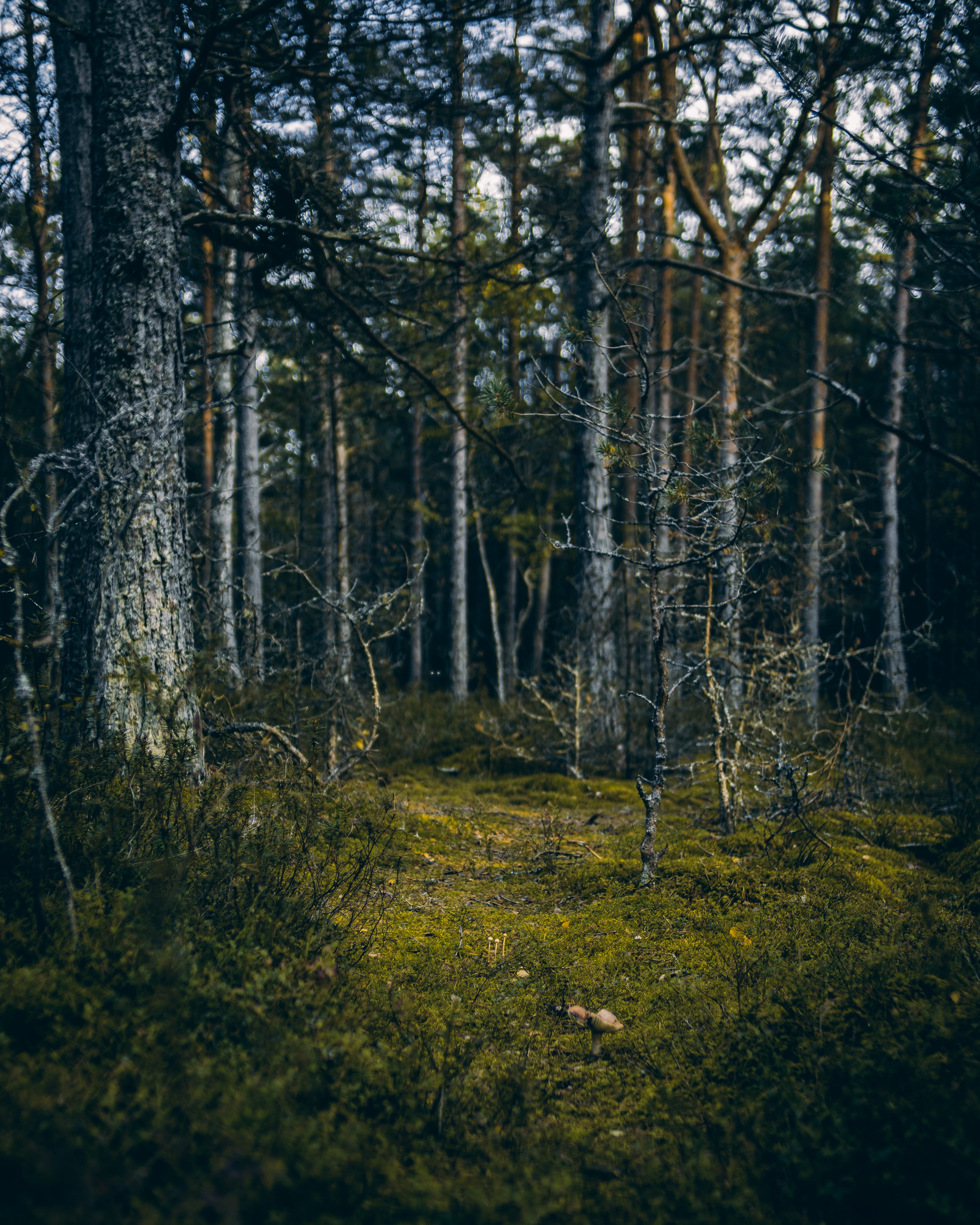 autumn, no People, nature, tranquil Scene, light - Natural Phenomenon, wilderness Area, rural Scene, mystery, sunlight, woodland, branch, tree, scenics, Phone HD Wallpaper