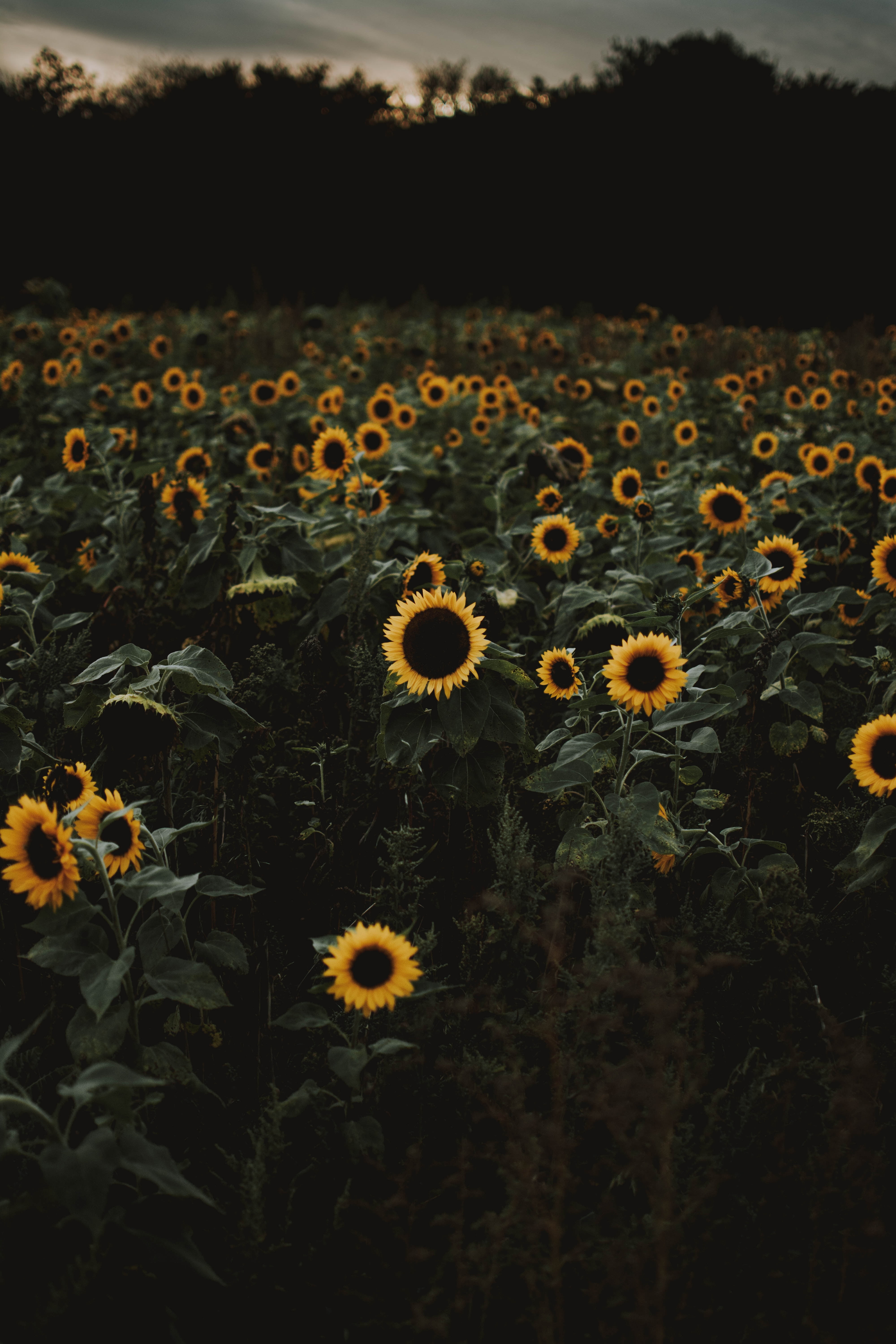 growth, field, flowerbed, nature, petal, inflorescence, flower head, fragility, day, land, yellow, outdoors, beauty in nature, flowering plant, pollen, Phone HD Wallpaper