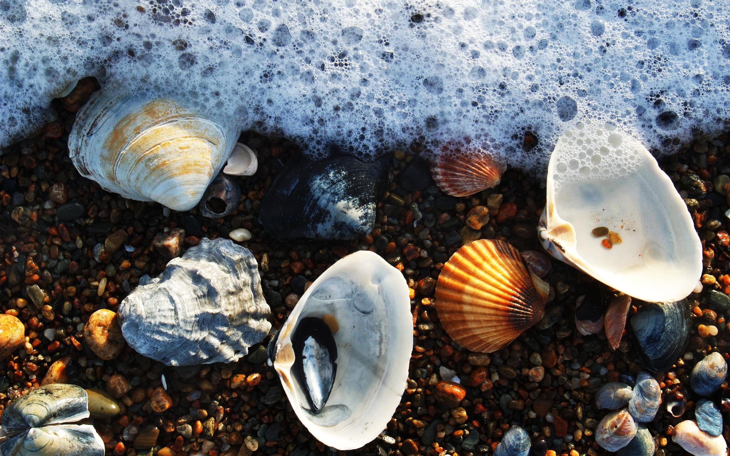 shell, photography, beach, water, 2K, ocean, seashells, foam, seamwater, beauty, 3d and abstract, HD Wallpaper