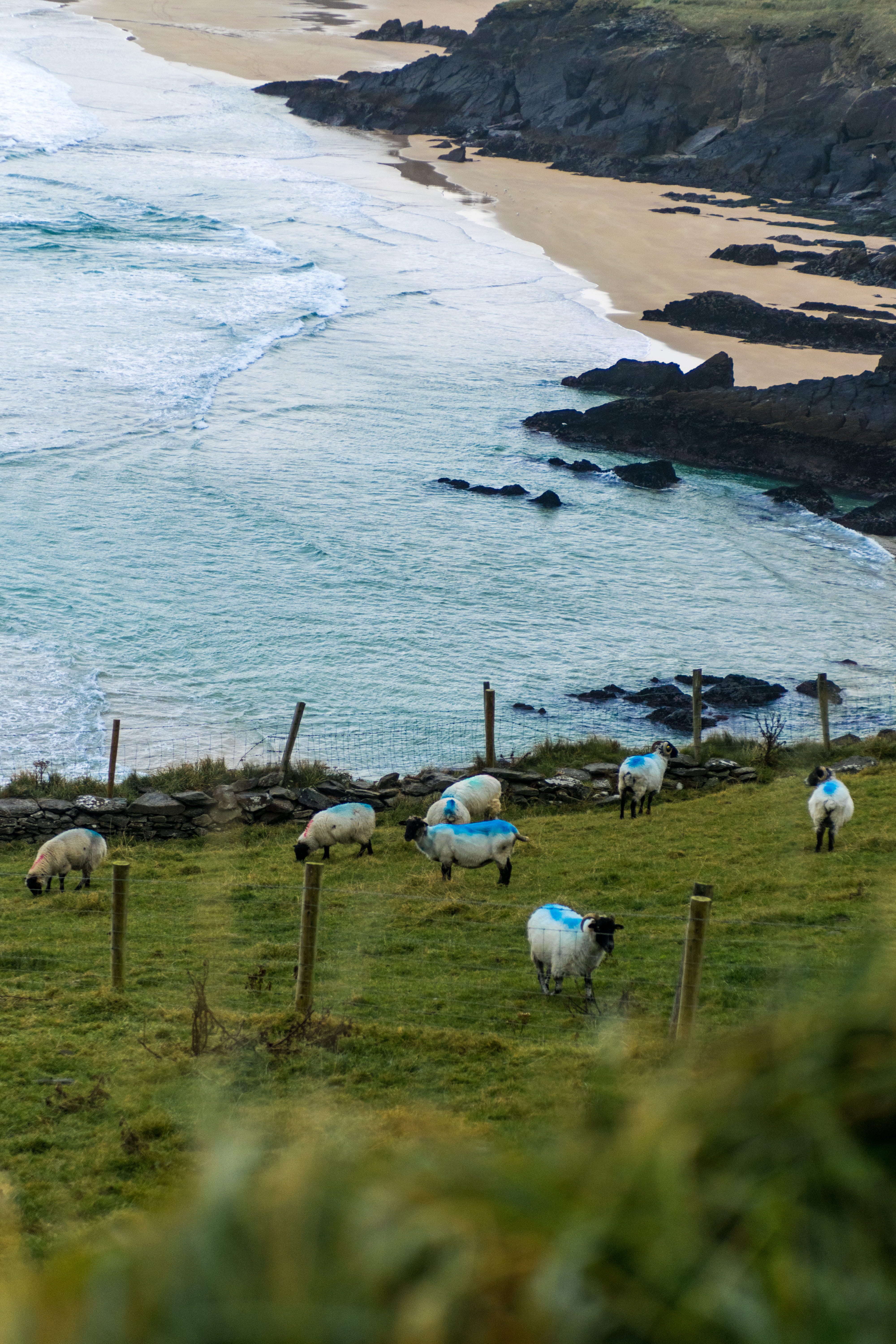 grass, large group of animals, animals in the wild, dingle peninsula, no people, dingle, nature, autumn, animal wildlife, sheep, animal, flock, shepard, Phone HD Wallpaper