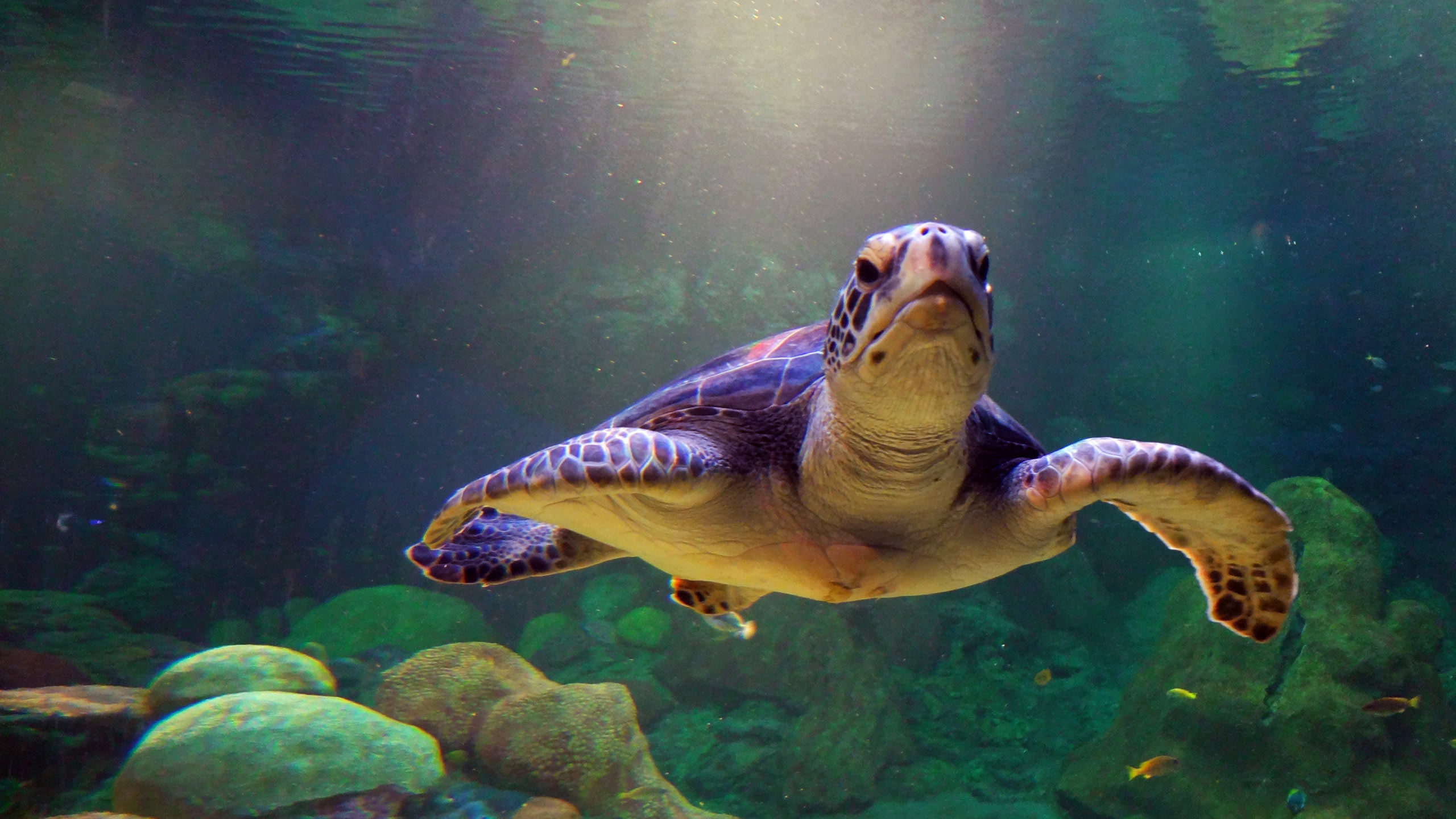 rocks, swimming, seawater, animals, turtle, sea, 2K, photography, HD Wallpaper