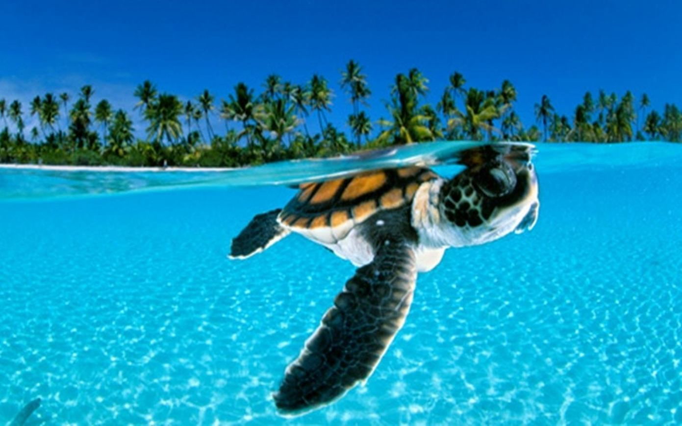 palm, animals, tree, seawater, green, turtle, sea, blurred, 720P, palm tree, HD Wallpaper