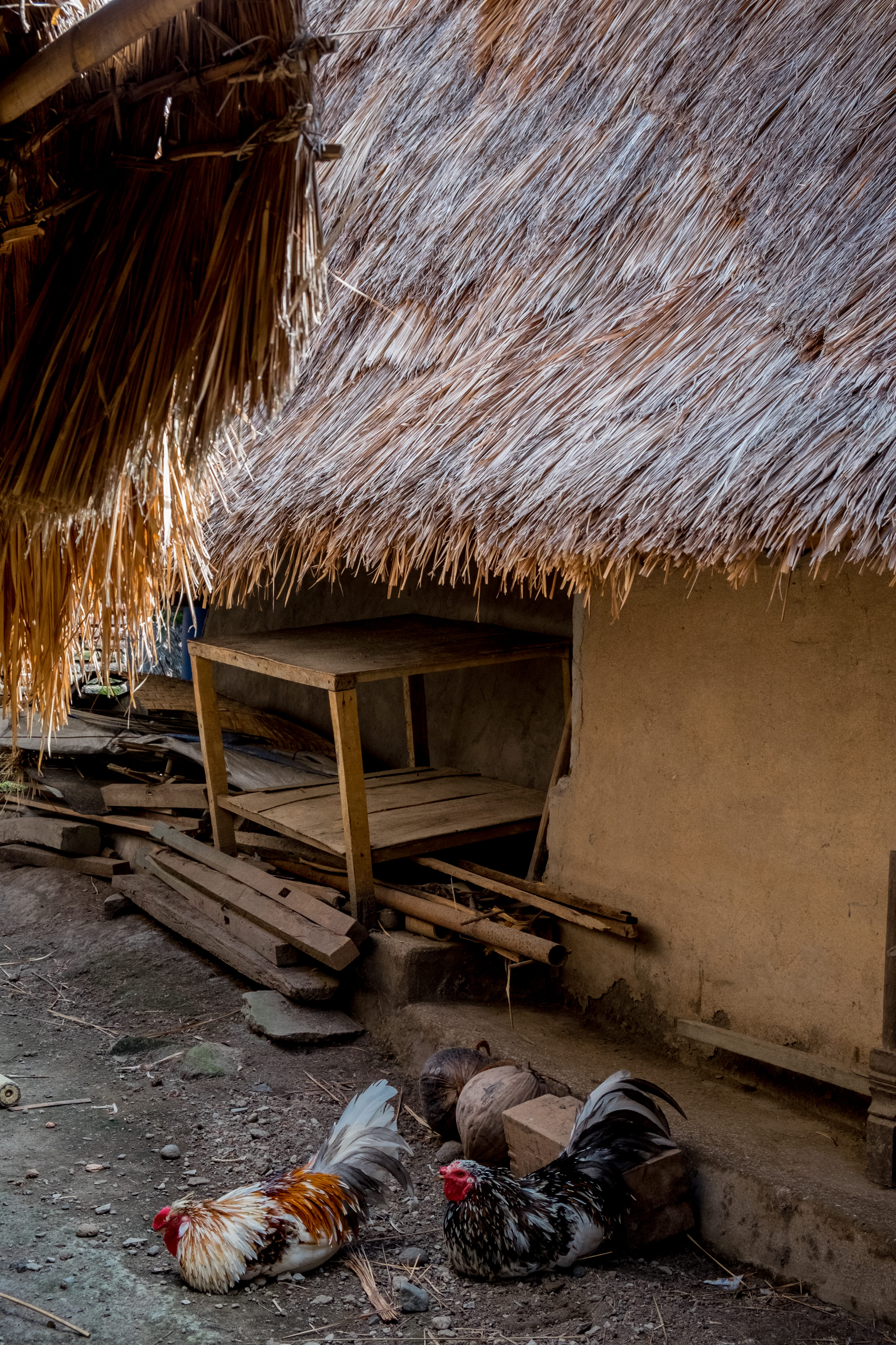 thatched roof, domestic, day, building exterior, chicken - bird, village, architecture, animal, lombok, domestic animals, outdoors, built structure, 4K, Phone HD Wallpaper