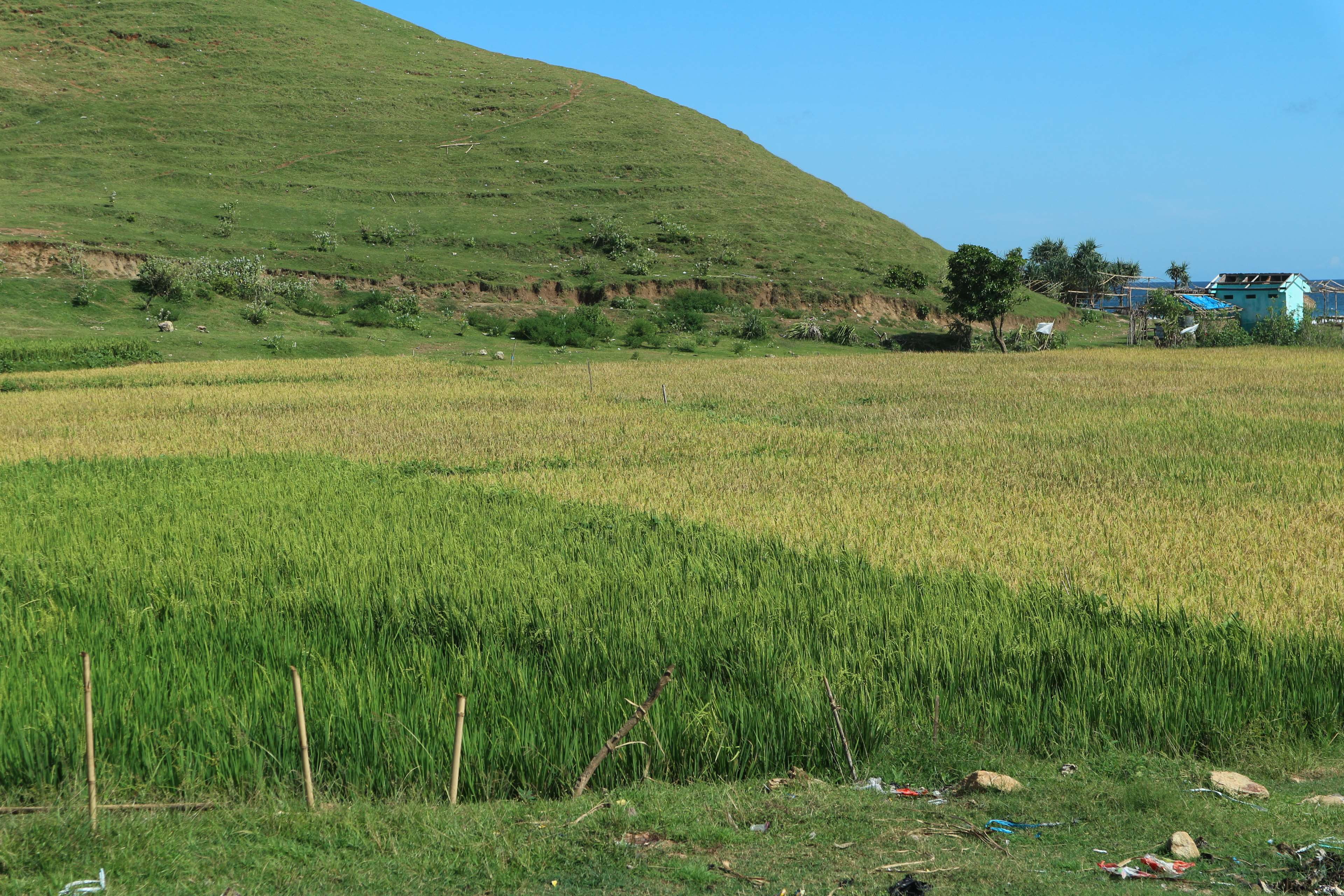 4K, land, trees, rural scene, growth, rice fields, clear sky, sky, green color, nature, outdoors, beauty in nature, mountain, plant, green, tranquil scene, HD Wallpaper
