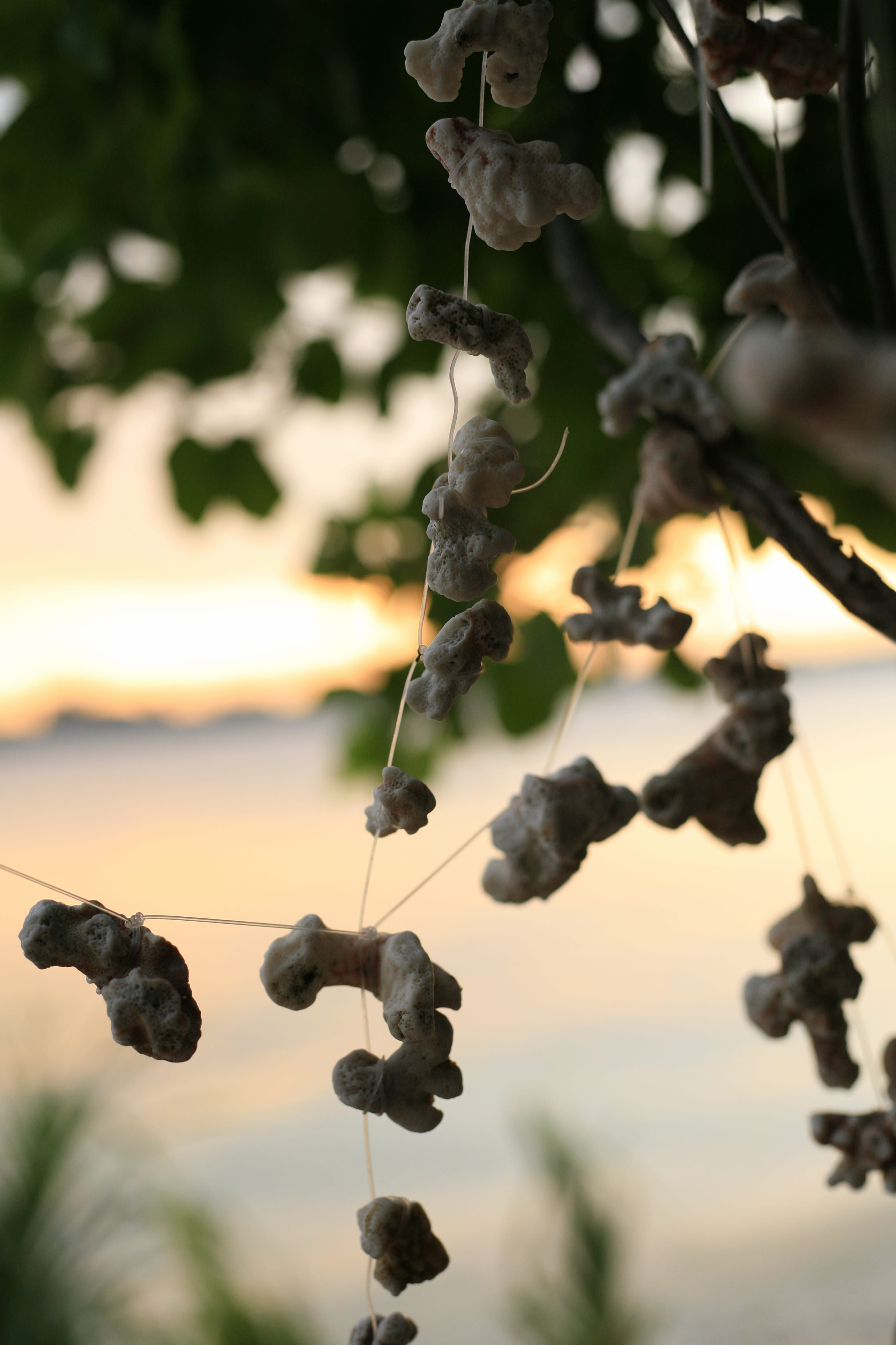 beach life, indonesia, tranquility, beach vibes, sunset, close-up, outdoors, tropical, gili, no people, focus on foreground, plant, leaf, twig, plant part, Phone HD Wallpaper