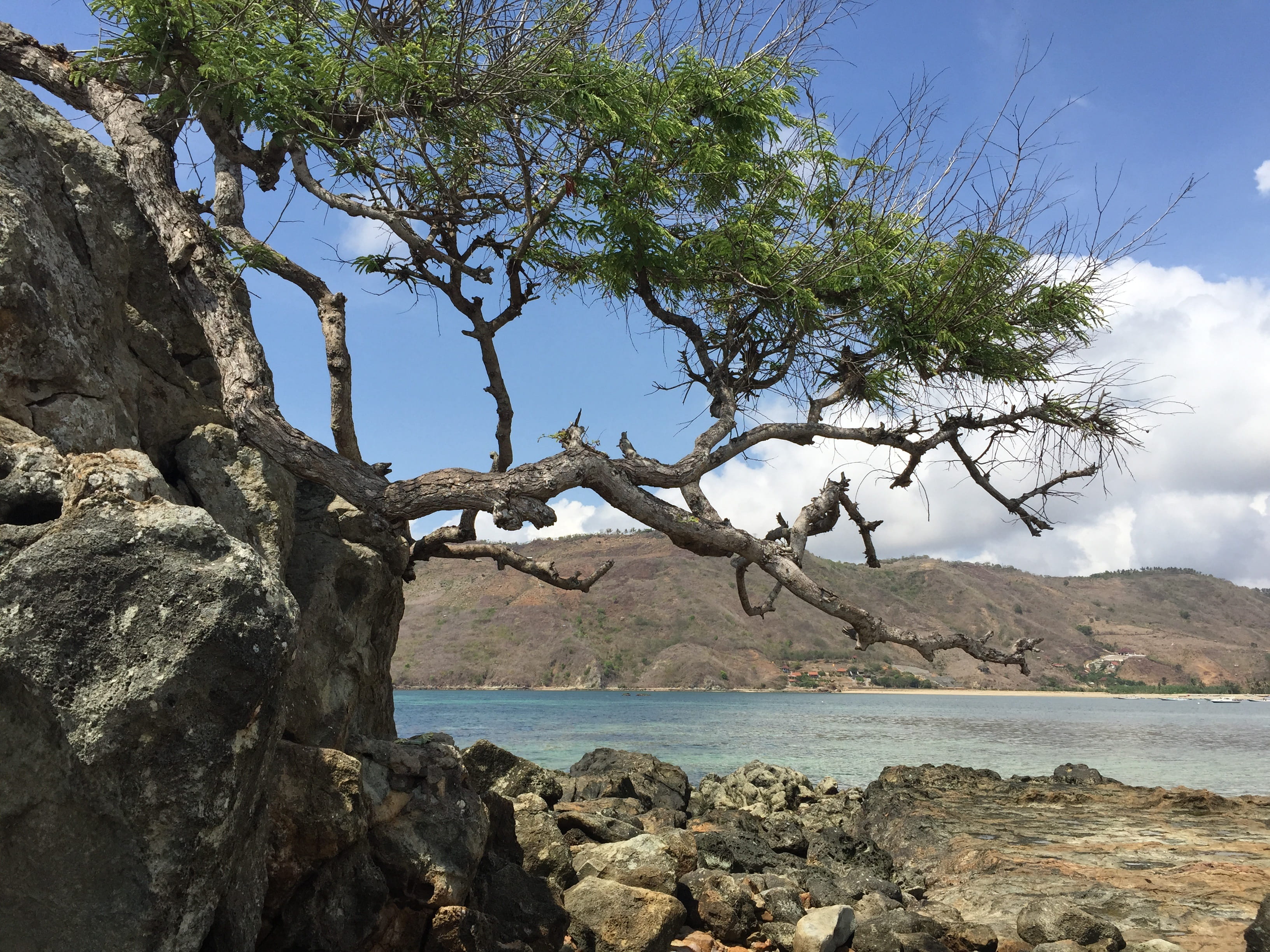 non-urban scene, beauty in nature, sea, rock, outdoors, scenics - nature, water, tranquil scene, 2K, no people, growth, branch, rock - object, lombok, HD Wallpaper