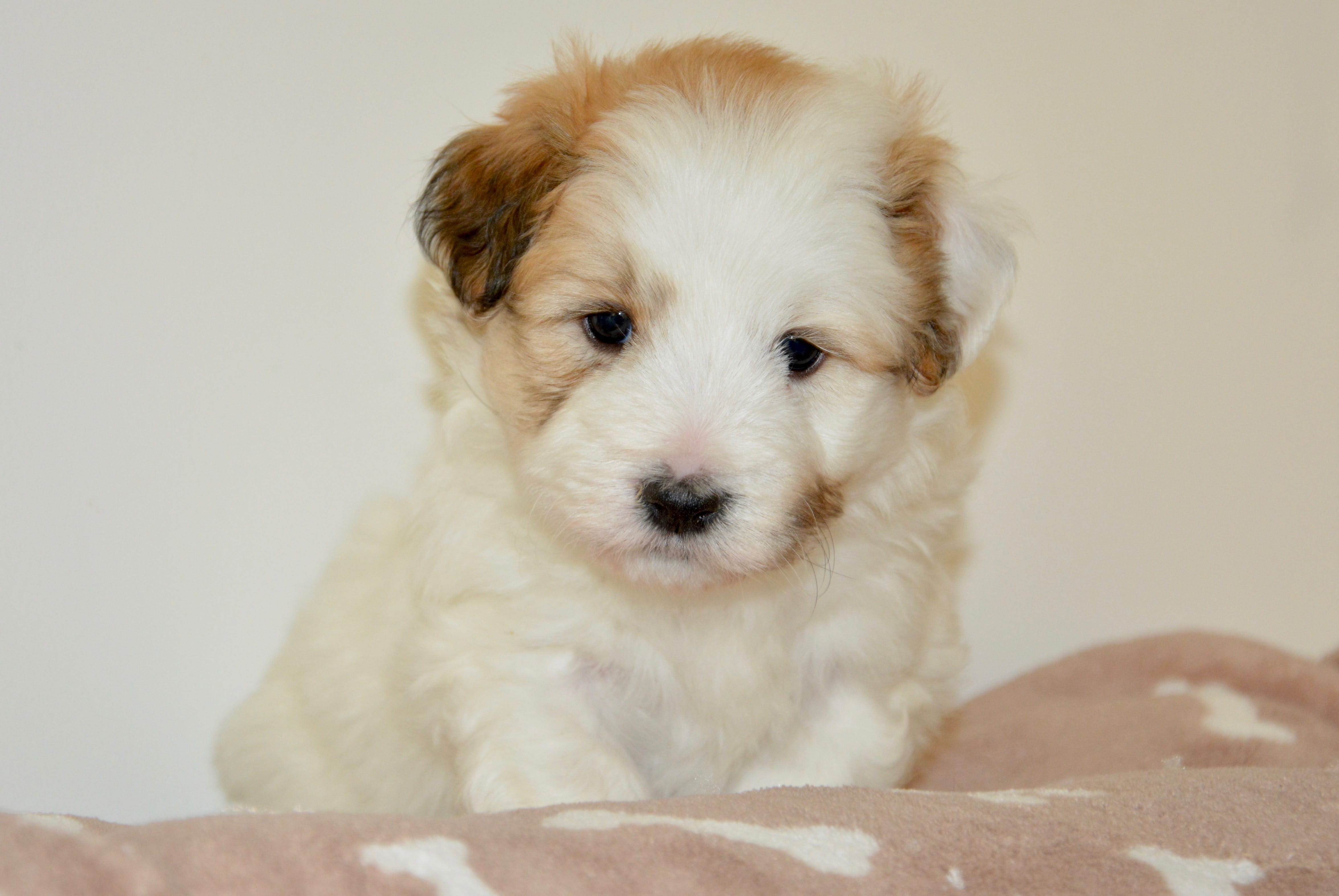 animal themes, dog oliver, small, mammal, indoors, coton de tulear, companion, cute, puppy, one animal, canine, young, domestic, no people, dog, adorable, HD Wallpaper