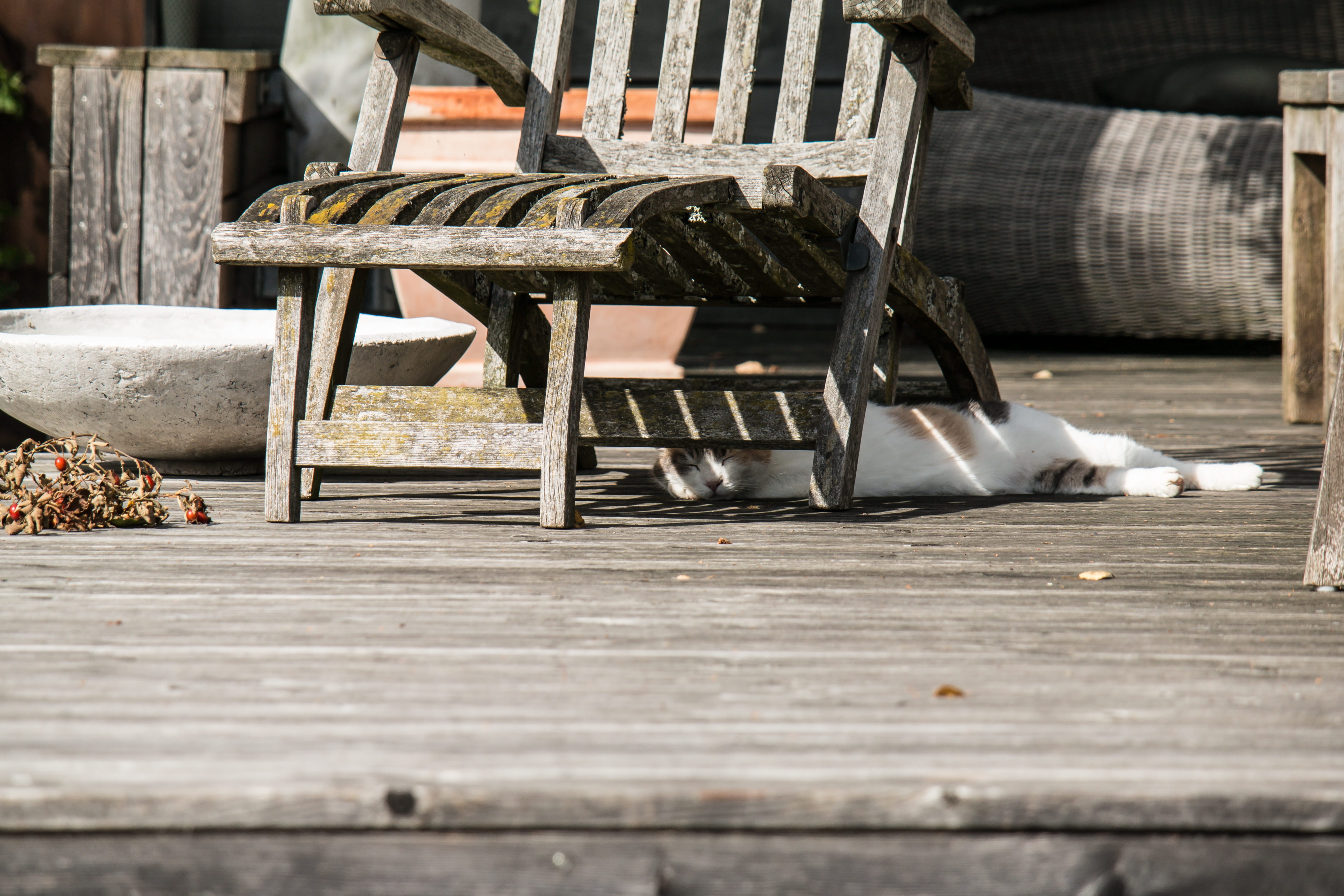 Deck Chair, day, hiding place, wooden, terrace, exhausted, hide, furniture, relaxation, mammal, 5K, wood, Lucky Cat, chair, domestic cat, mieze, cat, pets, HD Wallpaper
