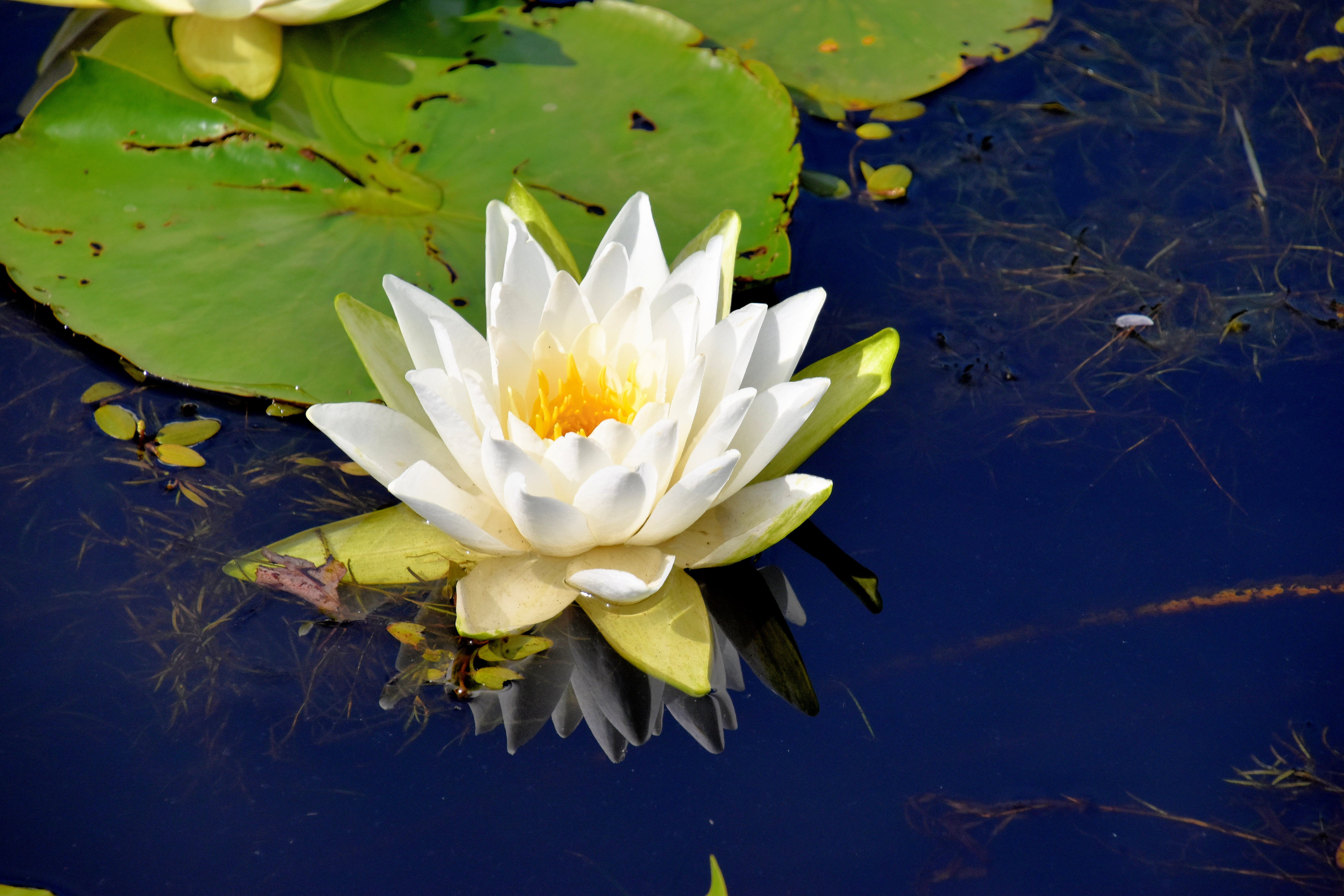 freshness, 5K, canada, flower, fragility, outdoors, nature, plant, inflorescence, floating on water, vulnerability, water, floating, flower head, lake, HD Wallpaper