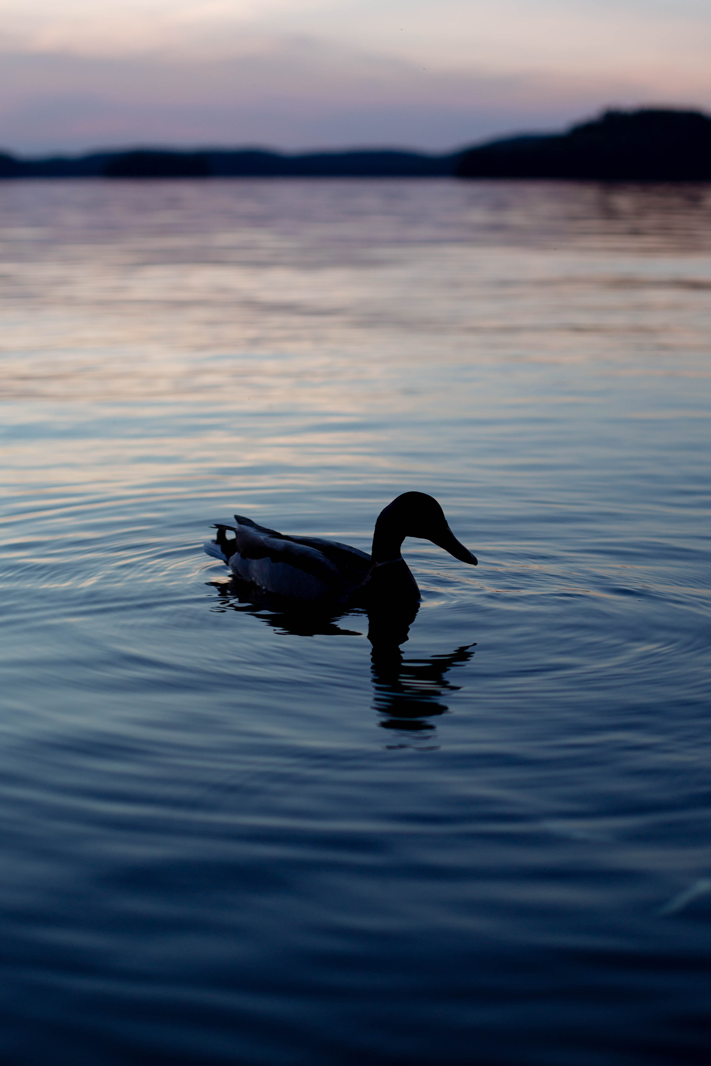 water, lake of bays, beauty in nature, duck, silhouette, swimming, animal wildlife, lake, sky, vertebrate, animal, muskoka, reflection, bird, sunset, one animal, Phone HD Wallpaper