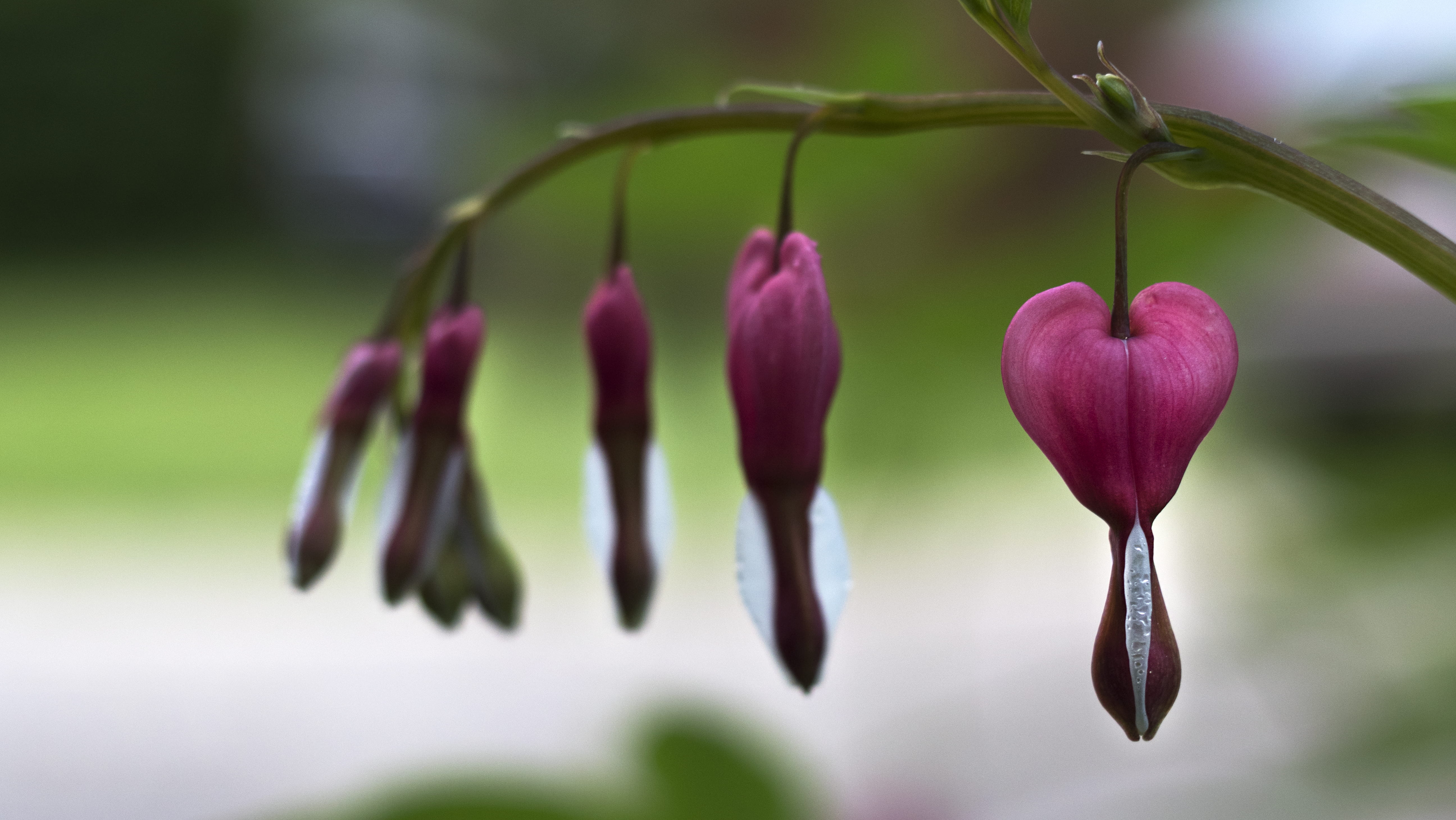 spring, macro, vulnerability, bozeman, growth, botany, plant, maroon, flower, day, flowering plant, no people, love, petal, heart, purple, close-up, fragility, HD Wallpaper