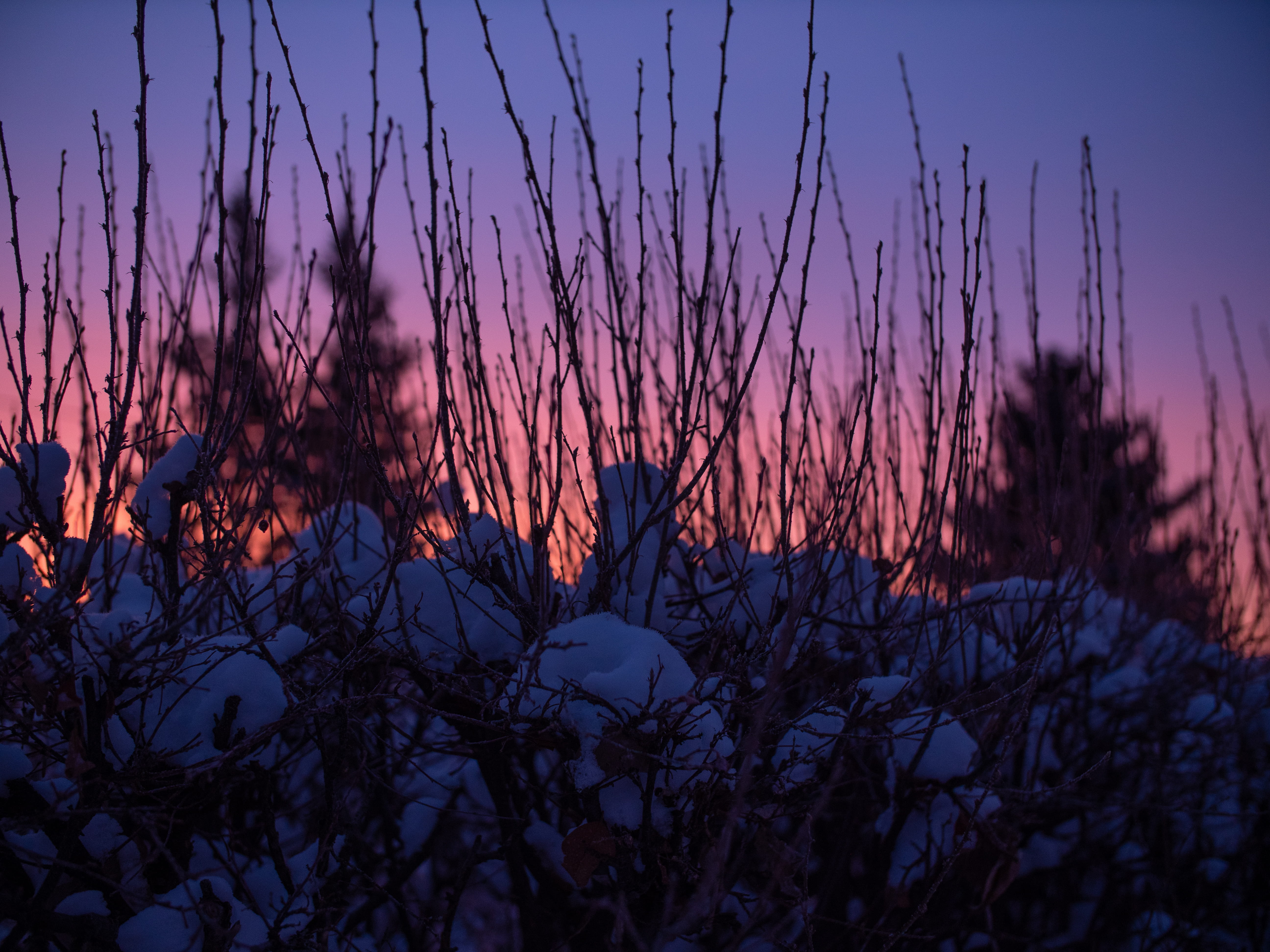 tranquility, growth, tranquil scene, ice, silhouette, cold, no people, sunset, reed, united states, dusk, winter, beauty in nature, sunrise, bird, lawn, HD Wallpaper