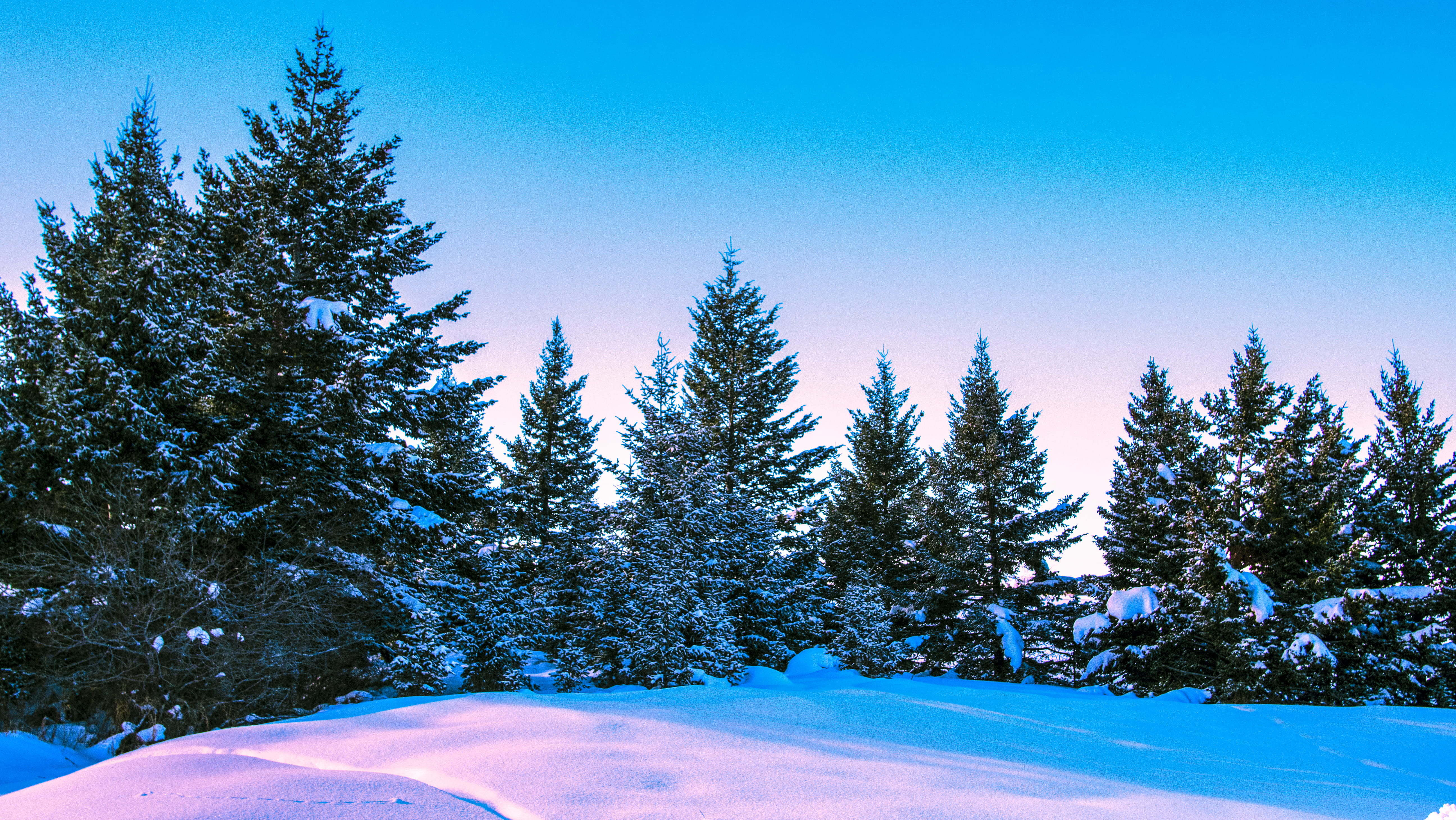 montana, 5K, land, forest, winter, pine tree, plant, united states, snowing, tranquility, coniferous tree, snowcapped mountain, mountain, scenics - nature, HD Wallpaper