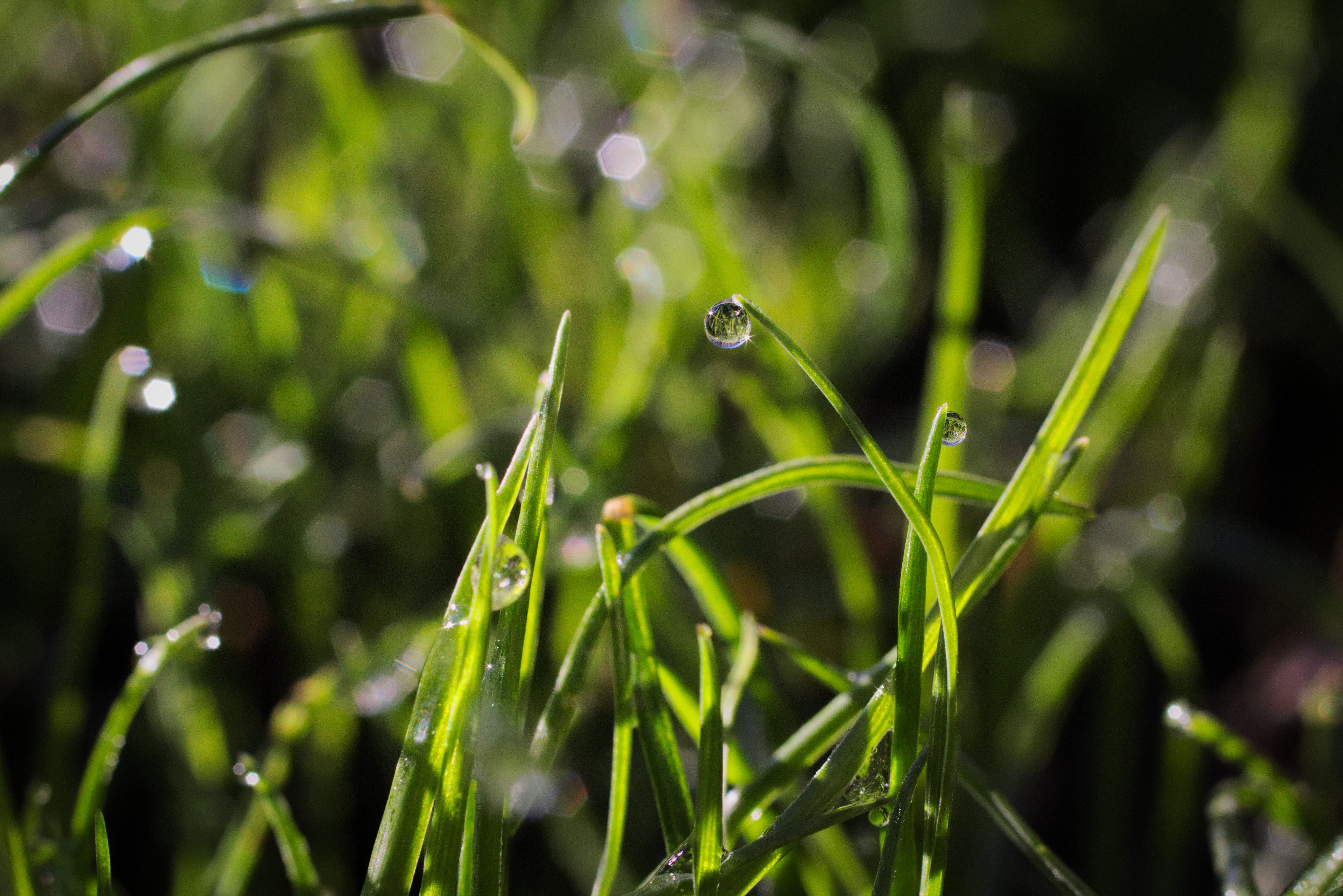 water, blade of grass, grass, plant, united states, beauty in nature, droplette, selective focus, purity, dew, close-up, 5K, freshness, fragility, no people, HD Wallpaper