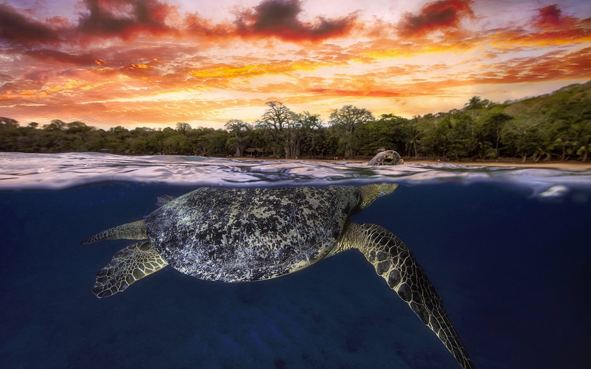 The Indian ocean, 1080P, Mayotte, glow, green turtle, HD Wallpaper