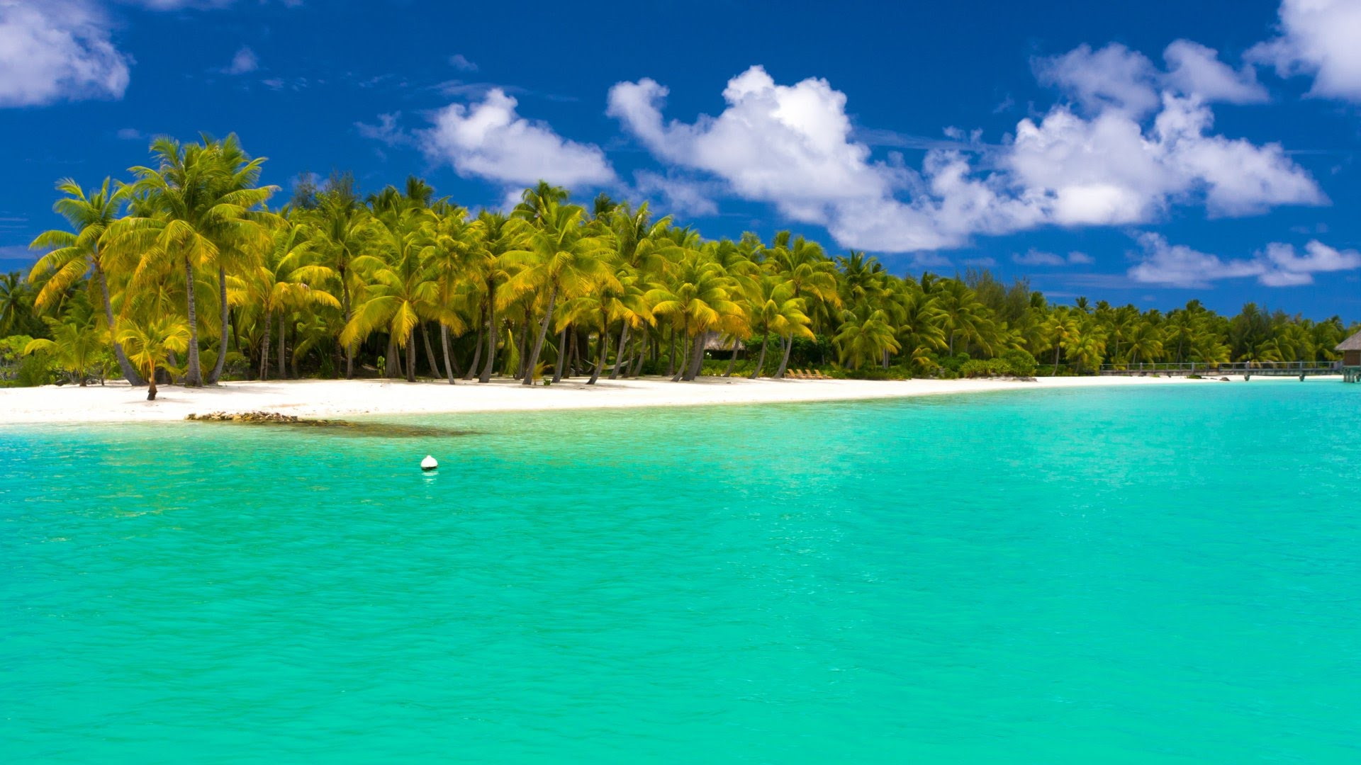 palm, trees, 1080P, beach, indian, ocean, tropical, maldives, HD Wallpaper