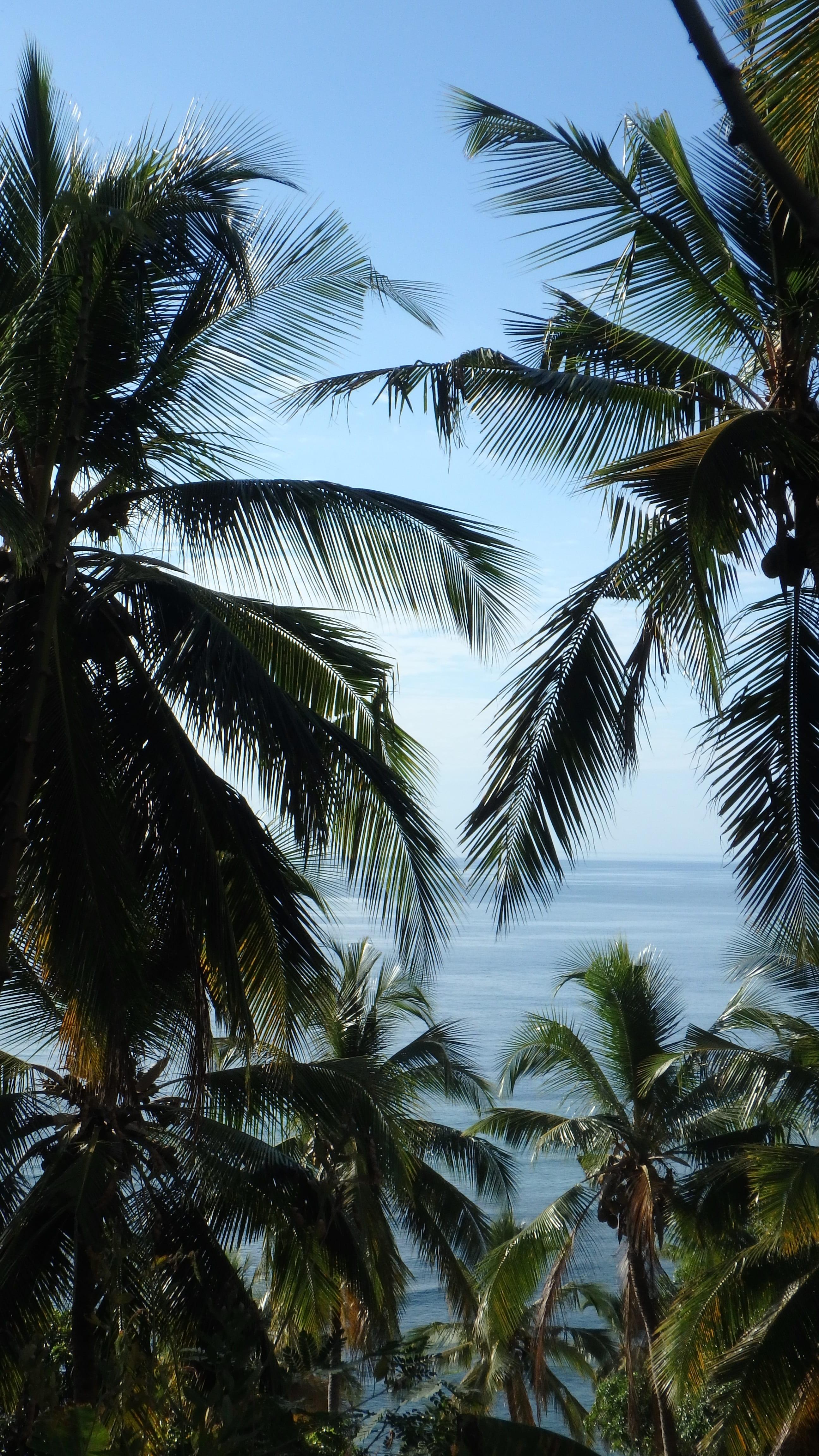 scenics - nature, day, tropical tree, tranquility, nature, palm tree, 4K, tropical climate, growth, green color, low angle view, no people, indian ocean, Phone HD Wallpaper