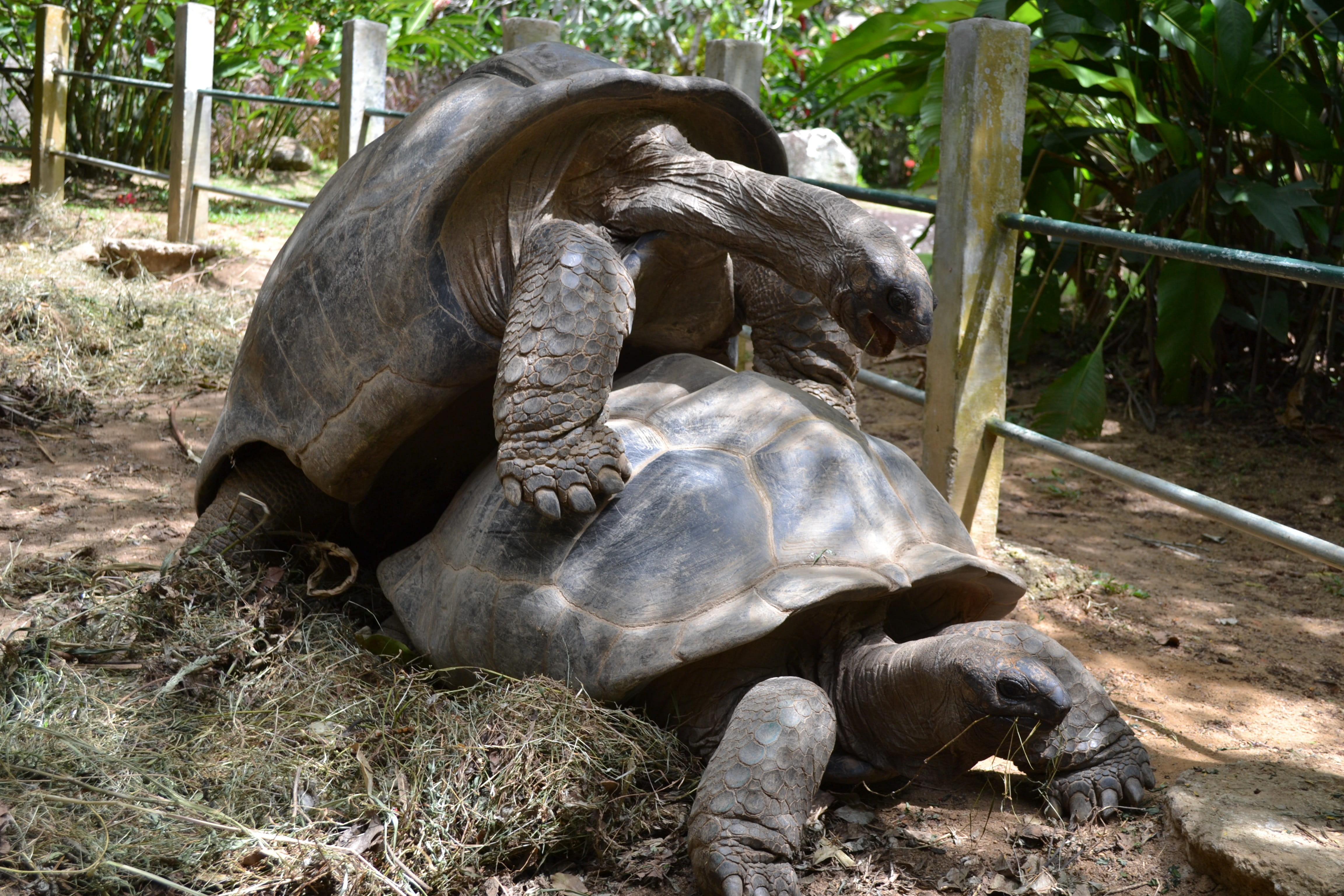 reptile, mammal, group of animals, gigantea, aldabrachelys, herbivorous, 4K, plant, two animals, aldabra, big, animal family, animals in the wild, animal wildlife, HD Wallpaper