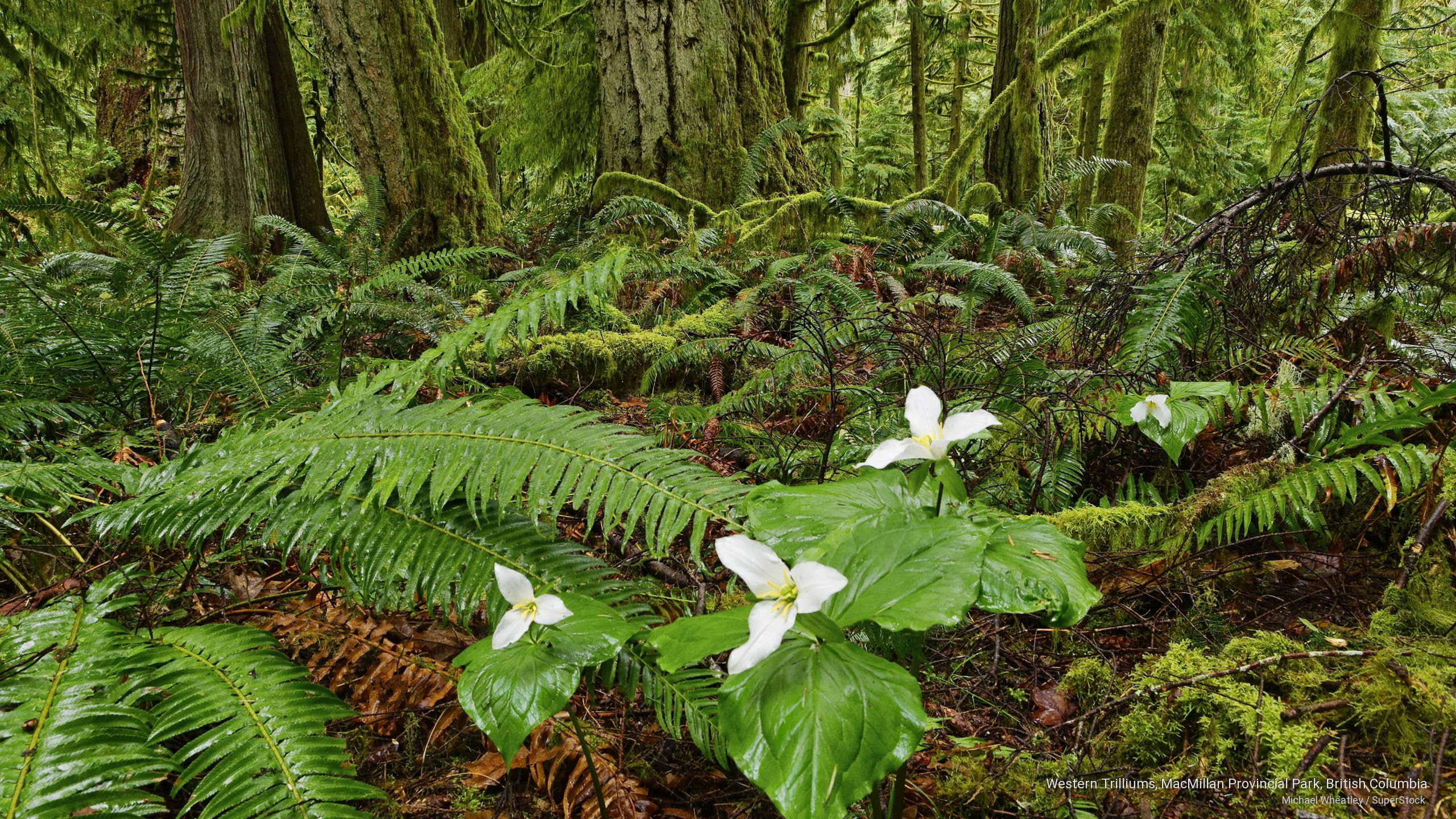 columbia, british, trilliums, Nature, 2K, park, macmillan, western, provincial, HD Wallpaper