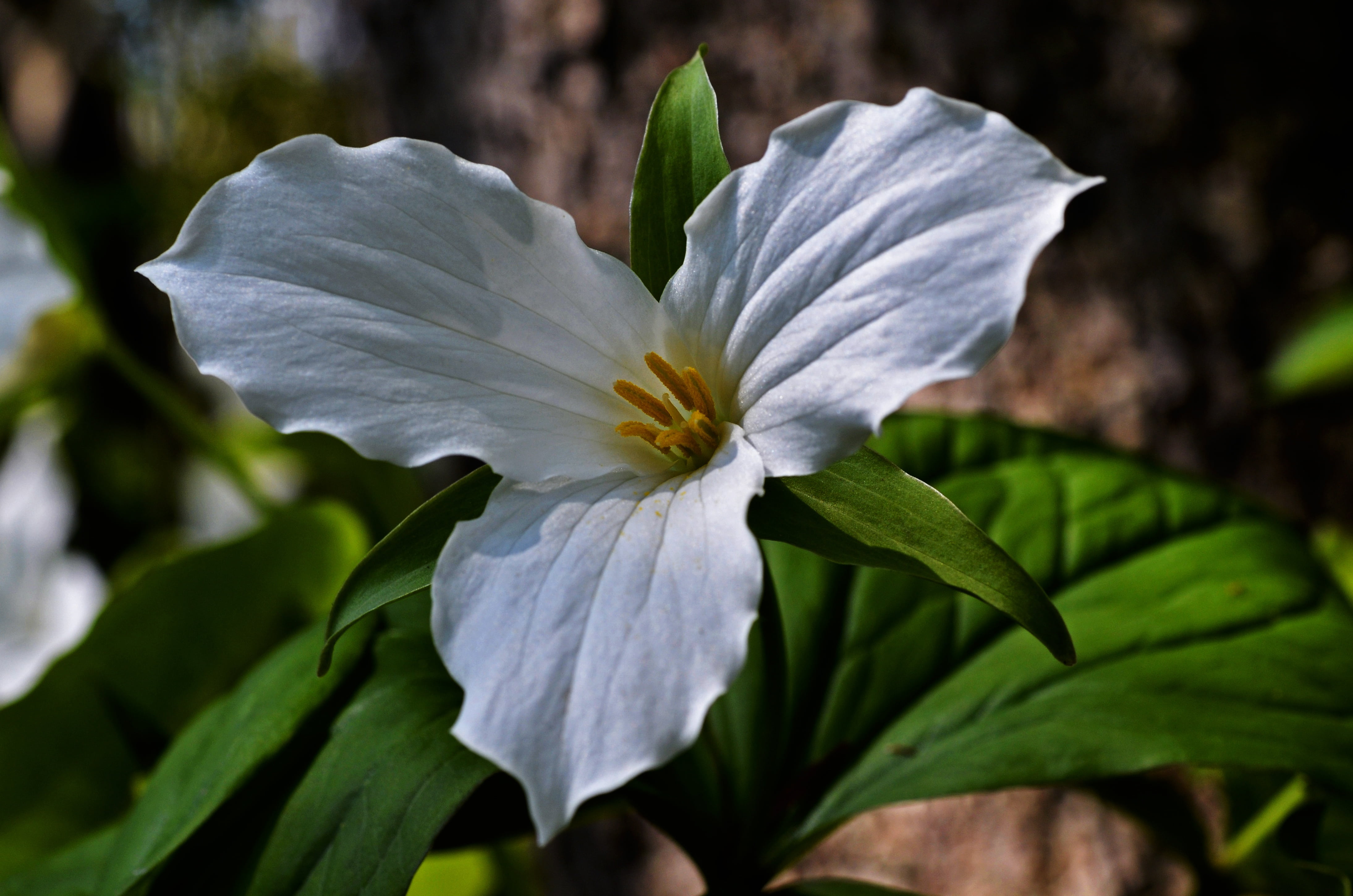outdoor, fragility, focus on foreground, springtime, white color, outdoors, plant, nature, wildflower, macro, no people, plant part, 4K, photography, close, HD Wallpaper