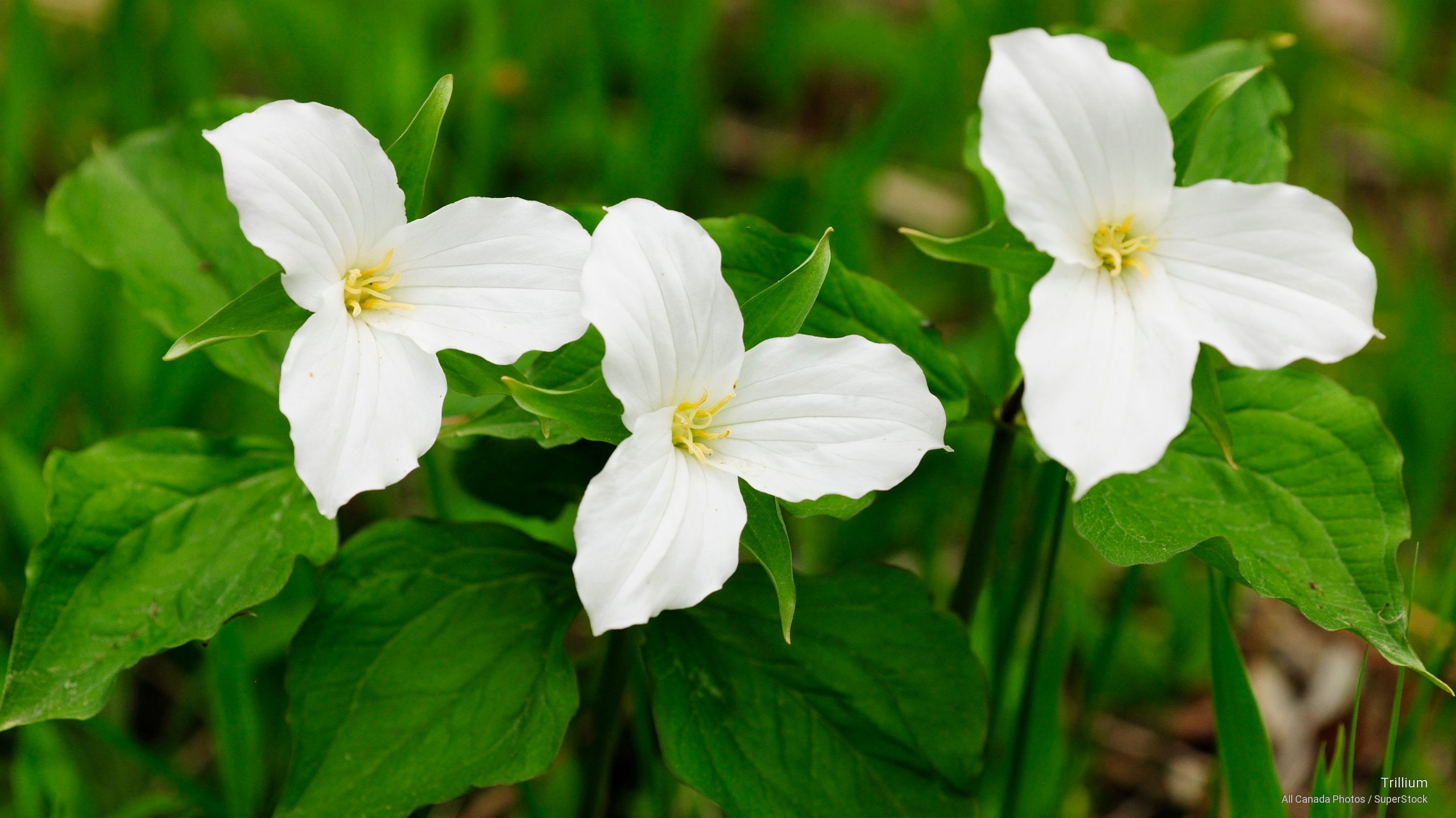 Flowers/Gardens, trillium, 2K, HD Wallpaper
