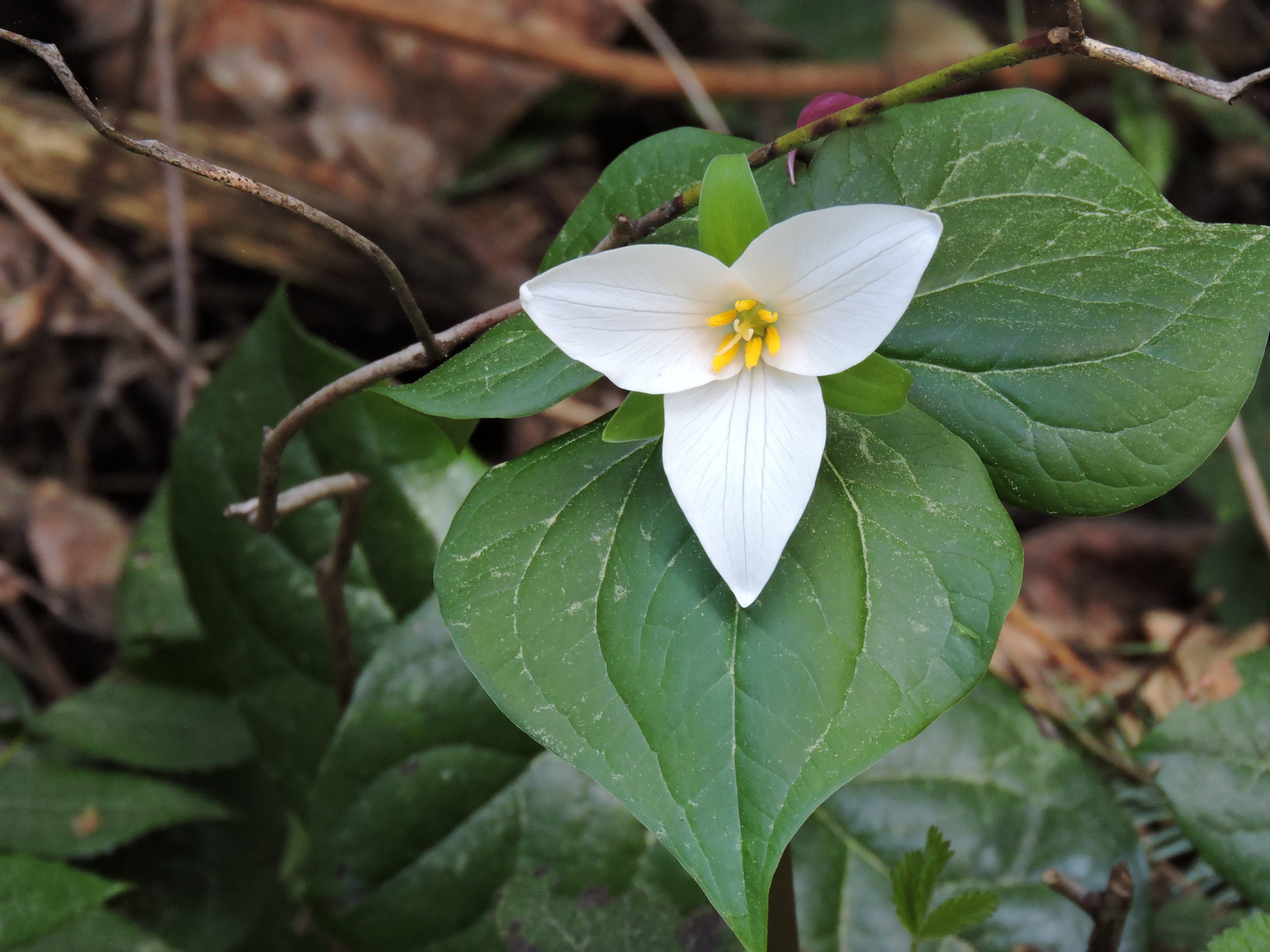beauty in nature, 4K, flowering plant, white color, vulnerability, growth, fragility, plant part, Native Plant, flower, flower head, trillium, focus on foreground, HD Wallpaper