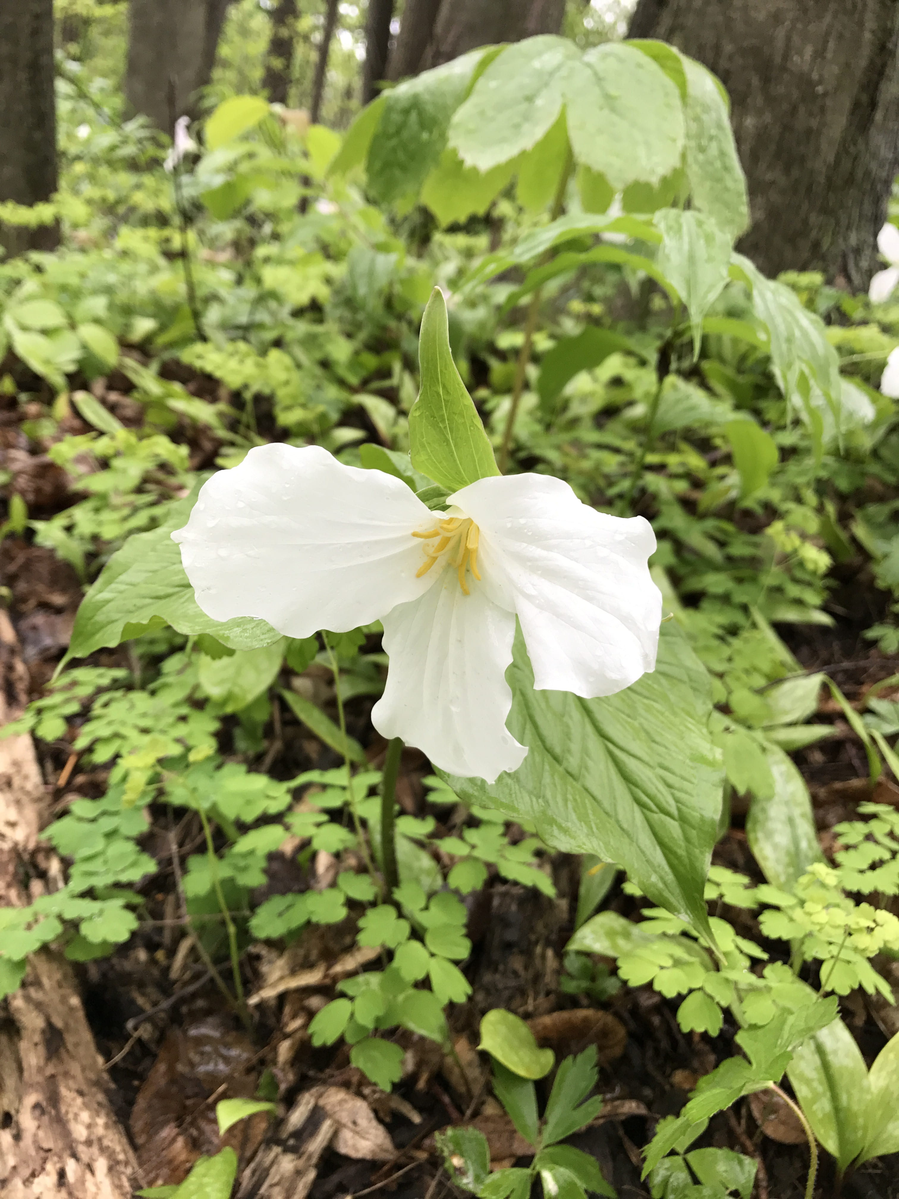no people, plant, petal, plant part, woods, nature, inflorescence, beauty in nature, flower, flowering plant, vulnerability, freshness, outdoors, white color, Phone HD Wallpaper