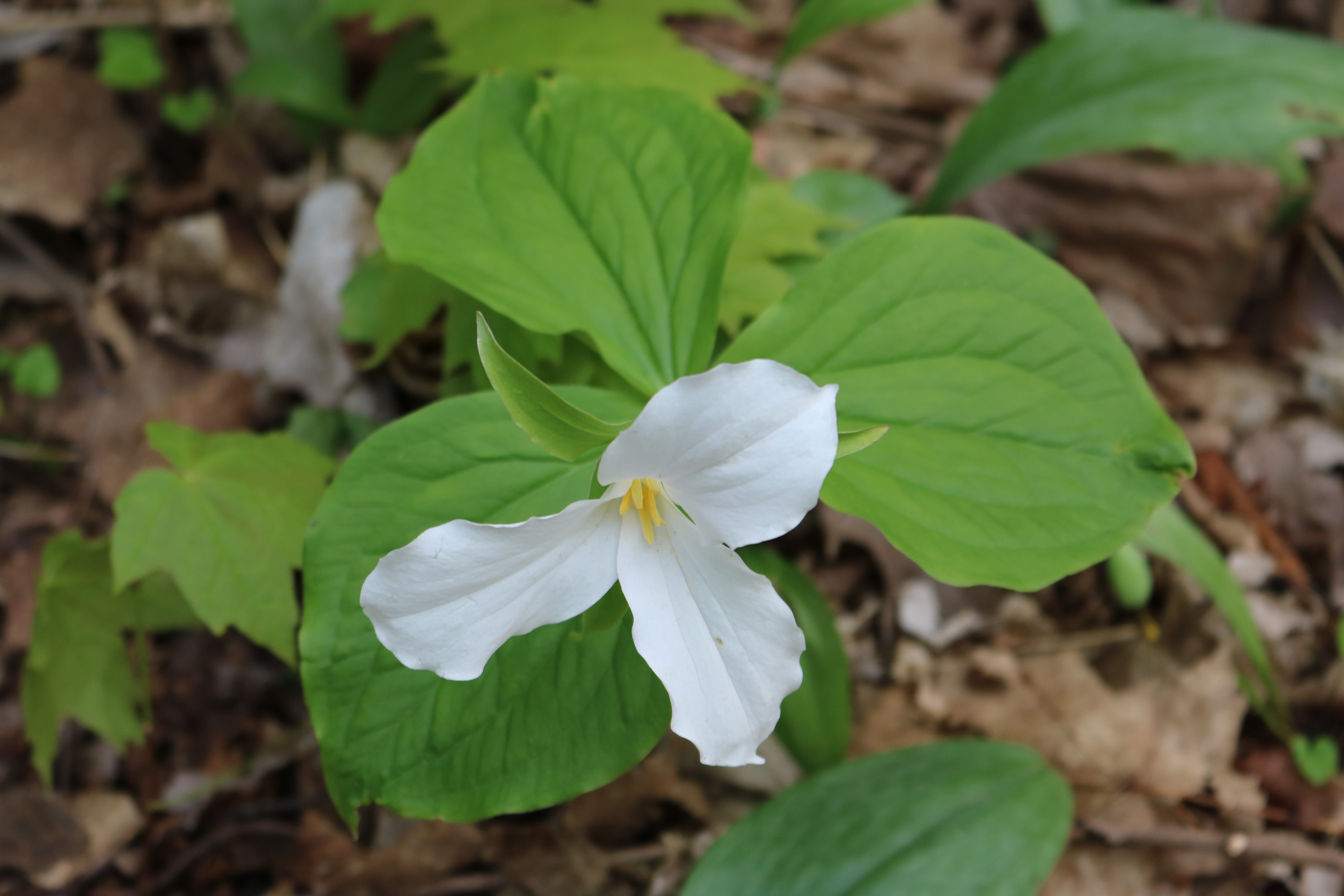 inflorescence, leaf, plant, flowers, no people, growth, close-up, green color, freshness, flower, focus on foreground, plant part, trilliums, provincial, HD Wallpaper