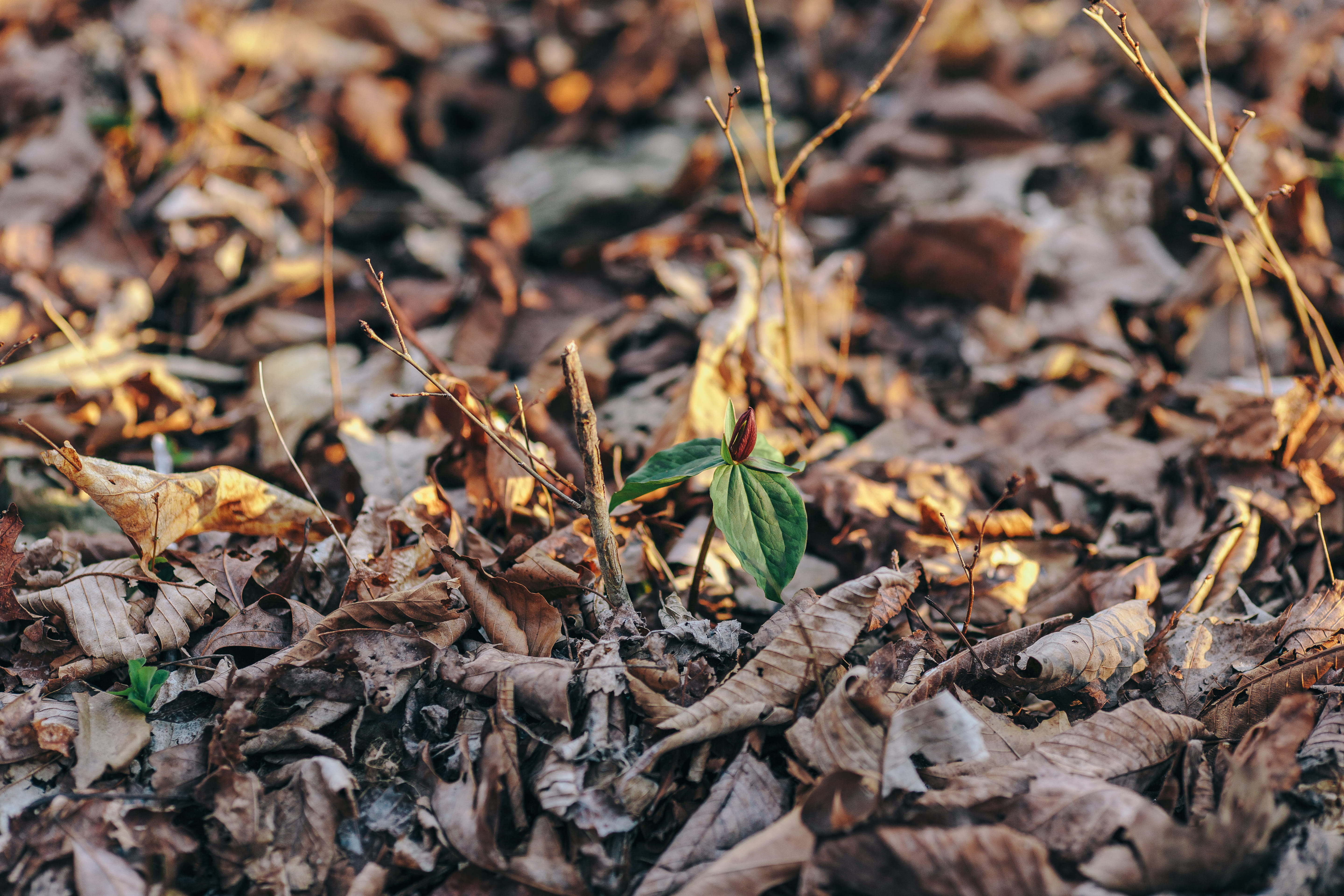 forest, change, falling, leaf, kentucky, dried, field, full frame, land, wilted plant, sunset, united states, leaves, day, green, backgrounds, temple hill, HD Wallpaper