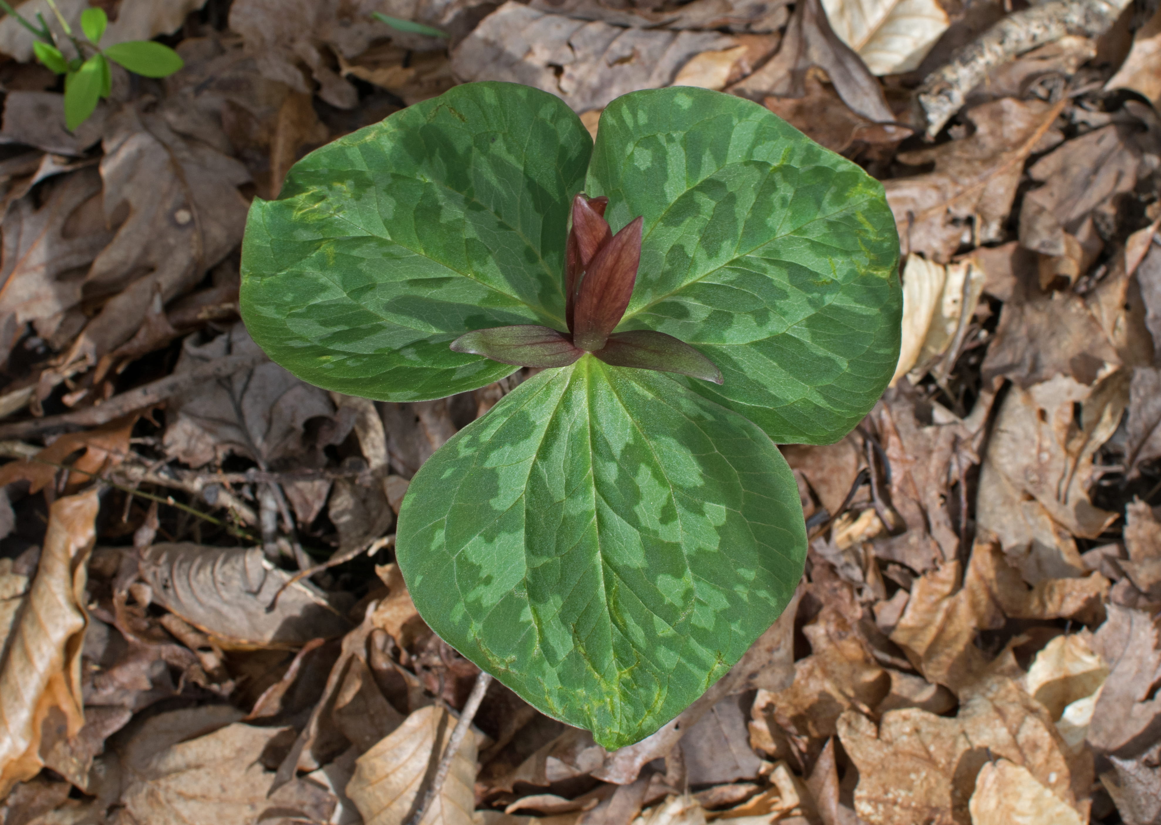freshness, blossom, leaf, food, 4K, outdoors, spring, forest floor, plant, wake robin, field, oak ridge, day, plant part, trillium, high angle view, beauty in nature, HD Wallpaper