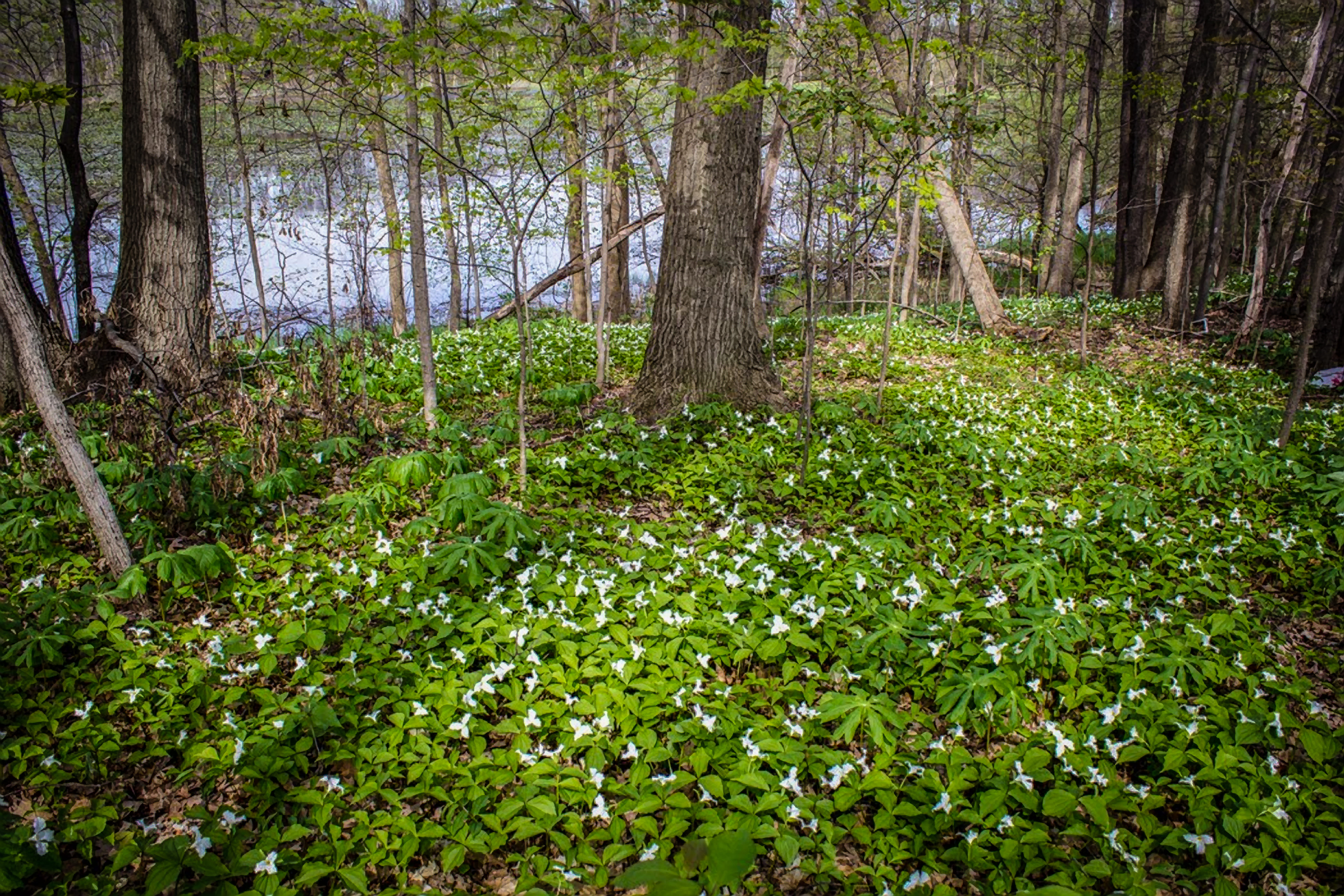 michigan, pond, growth, rainforest, trunk, land, plant, tranquil scene, beauty in nature, tree, non-urban scene, 8K, flowers, nature, day, scenics - nature, HD Wallpaper