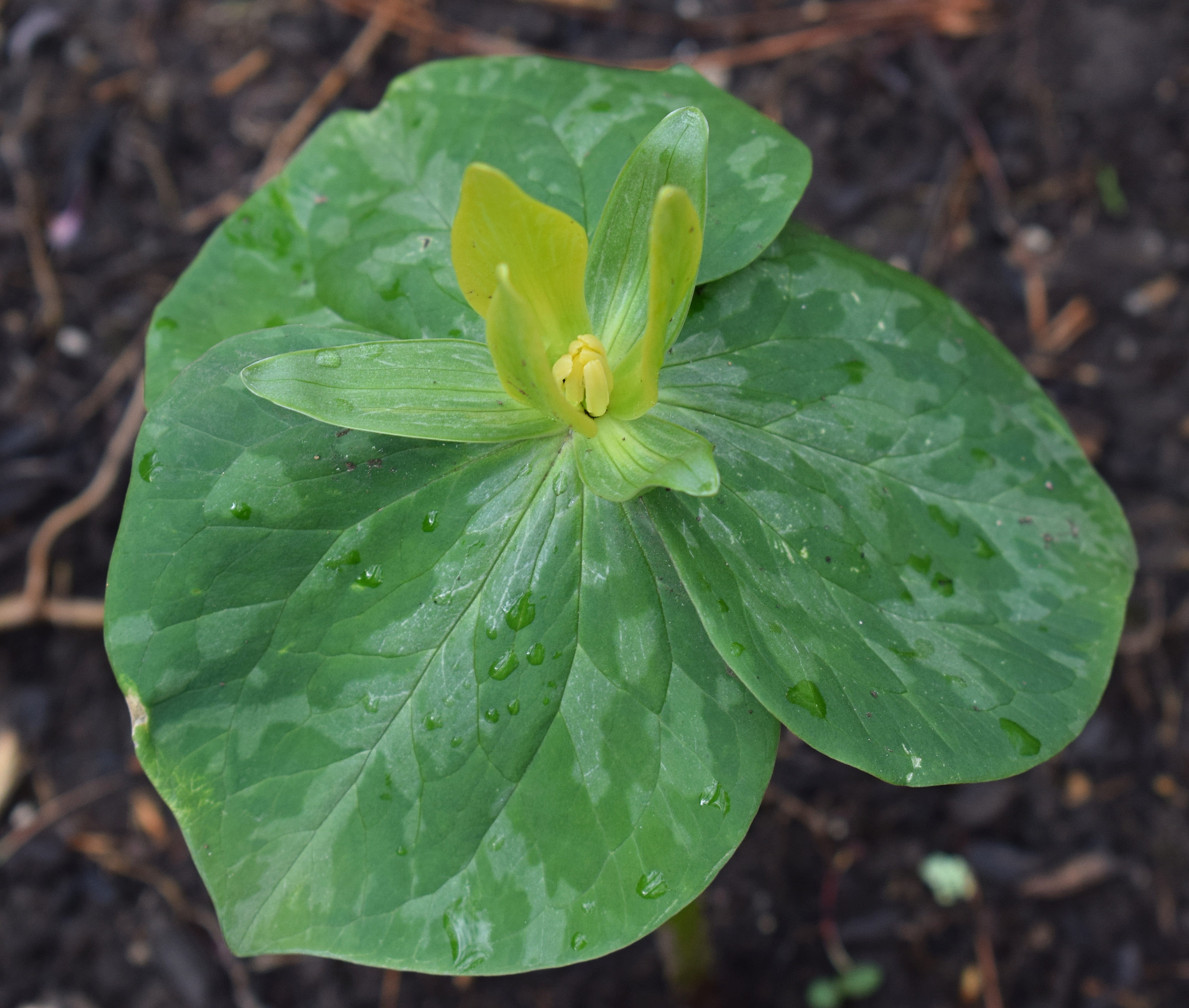 spring, dew, water, growth, nature, Flower, forest, green color, day, inflorescence, rare, pollen, yellow trillium, Wildflower, drop, vulnerability, purity, HD Wallpaper