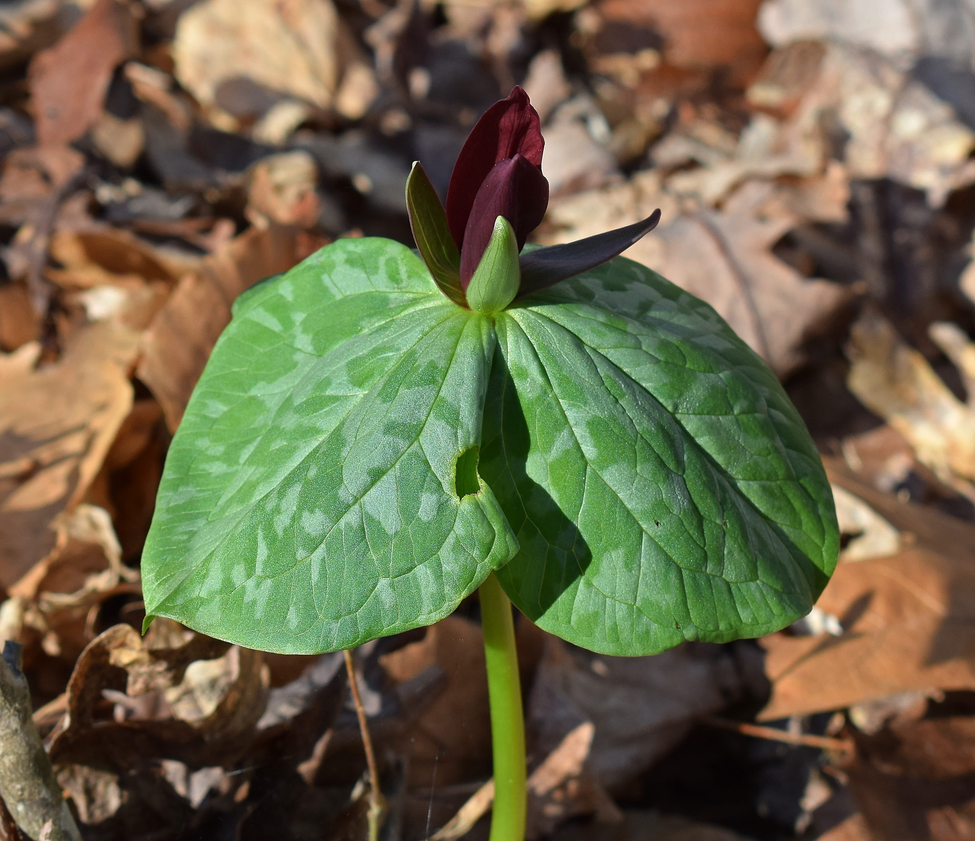 mottled, nature, plant, dark red trillium, dark red, green color, land, velvet-red, leaves, freshness, high angle view, no people, focus on foreground, HD Wallpaper