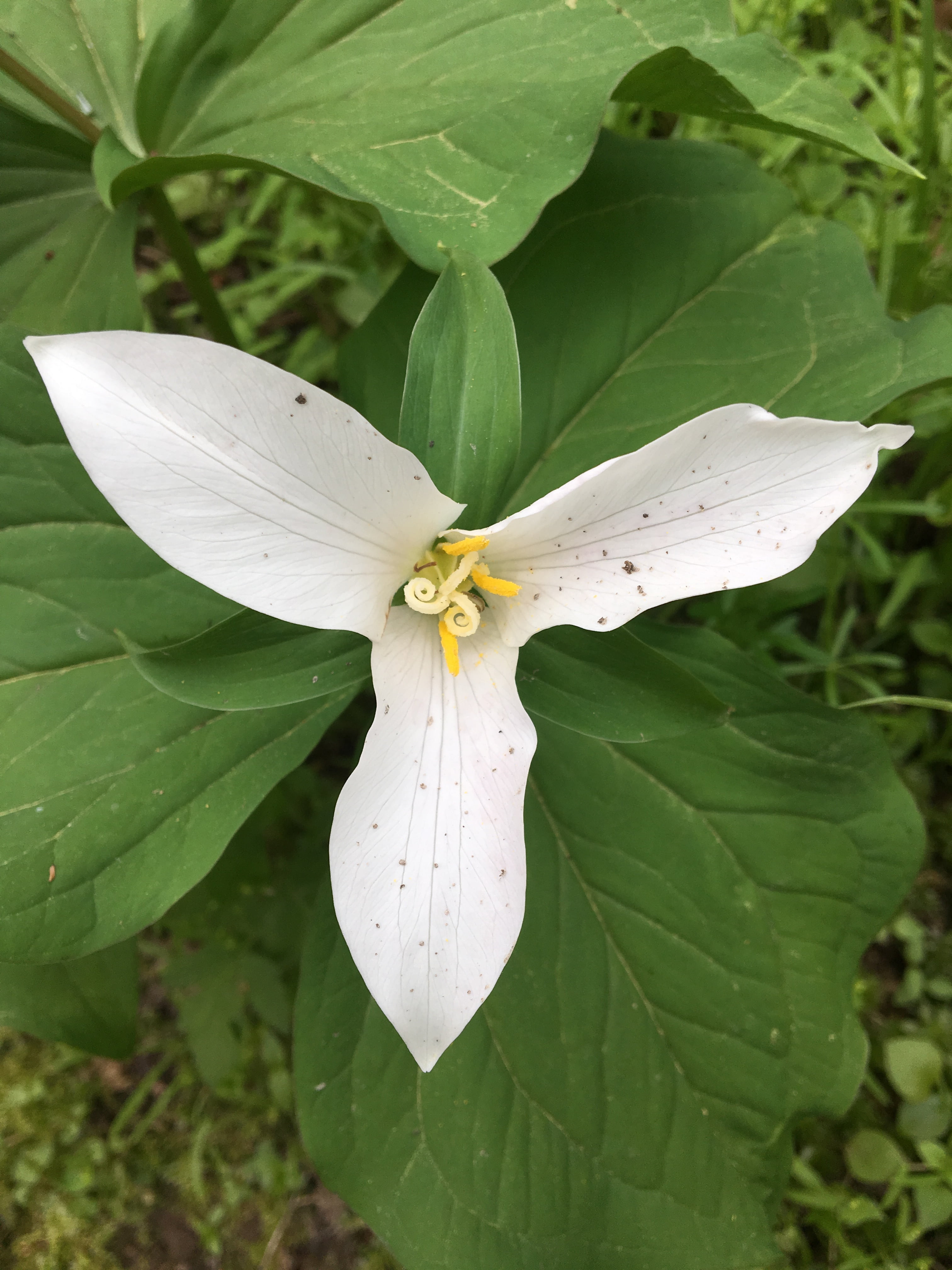 fragility, petal, trillium, forest, growth, flower, flowering plant, spring, pollen, woodland, flower head, 4K, plant, inflorescence, day, leaf, wild, Phone HD Wallpaper
