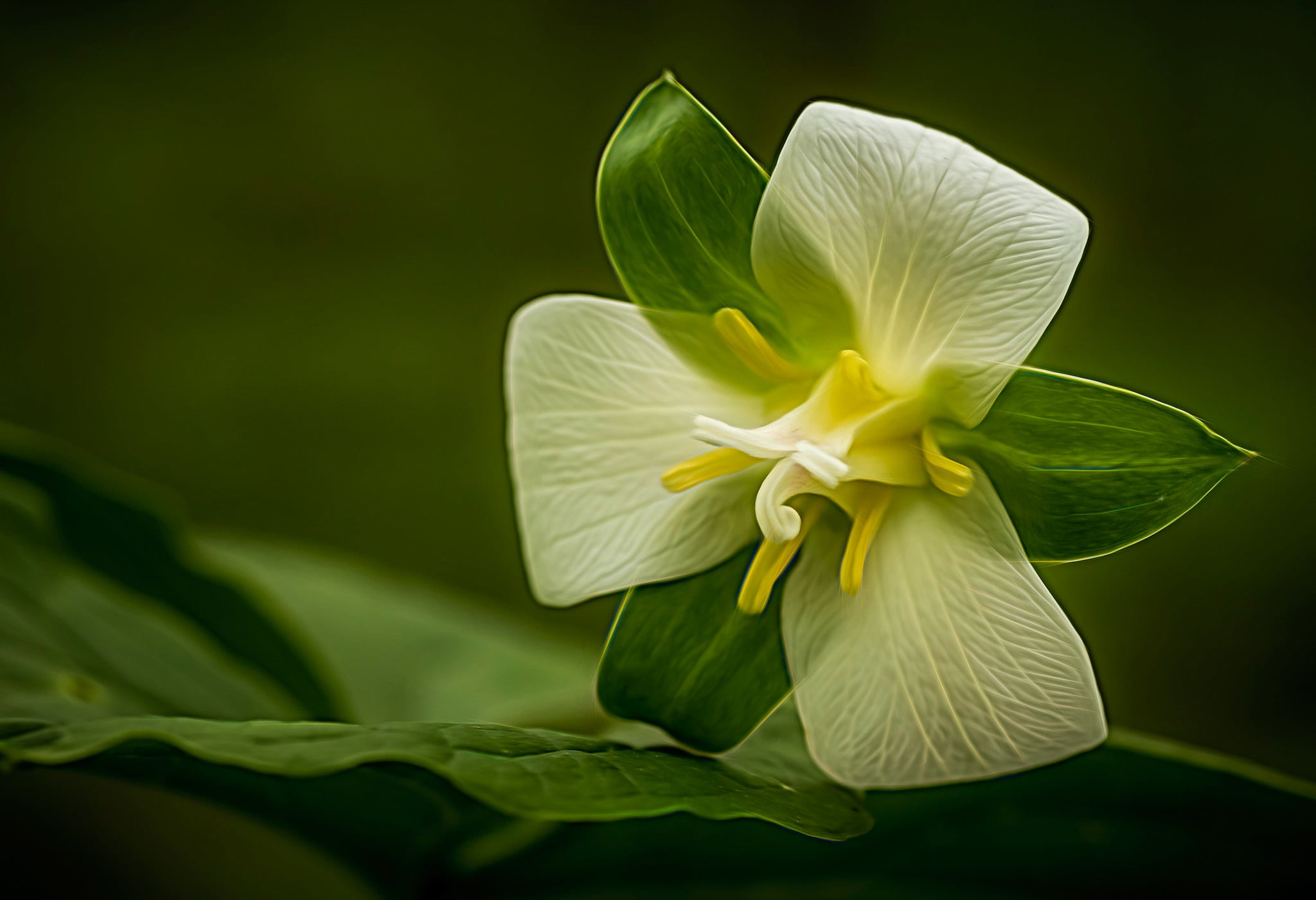 leaves, 1080P, TRILLIUM, background, petals, macro, HD Wallpaper