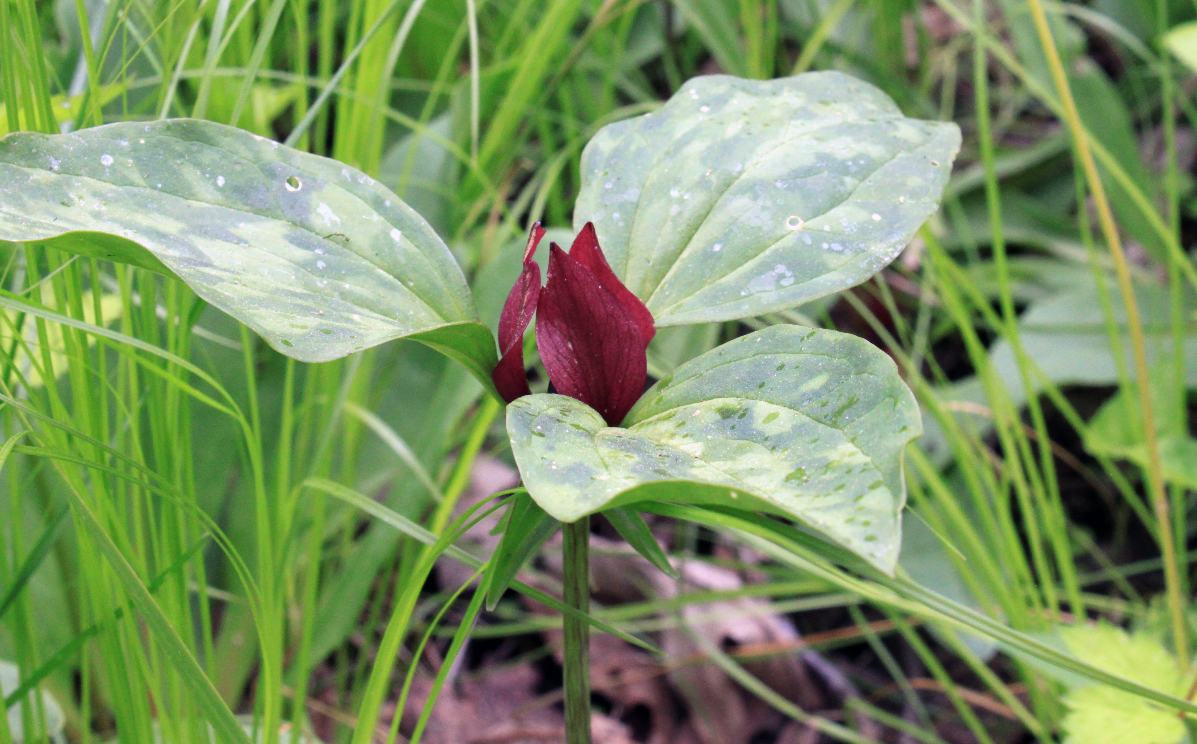 one delicate, red trillium, rare, growth, park, leaves, flora, detail, flowering plant, plant, red, single, flower, woods, perennial, trillium, usa, grass, HD Wallpaper