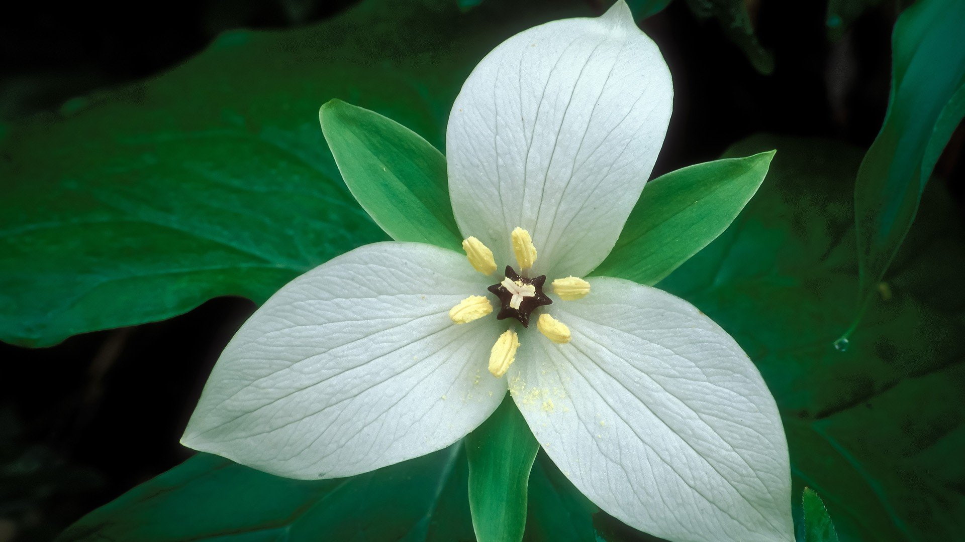1080P, trillium, tennessee, white, flowers, HD Wallpaper