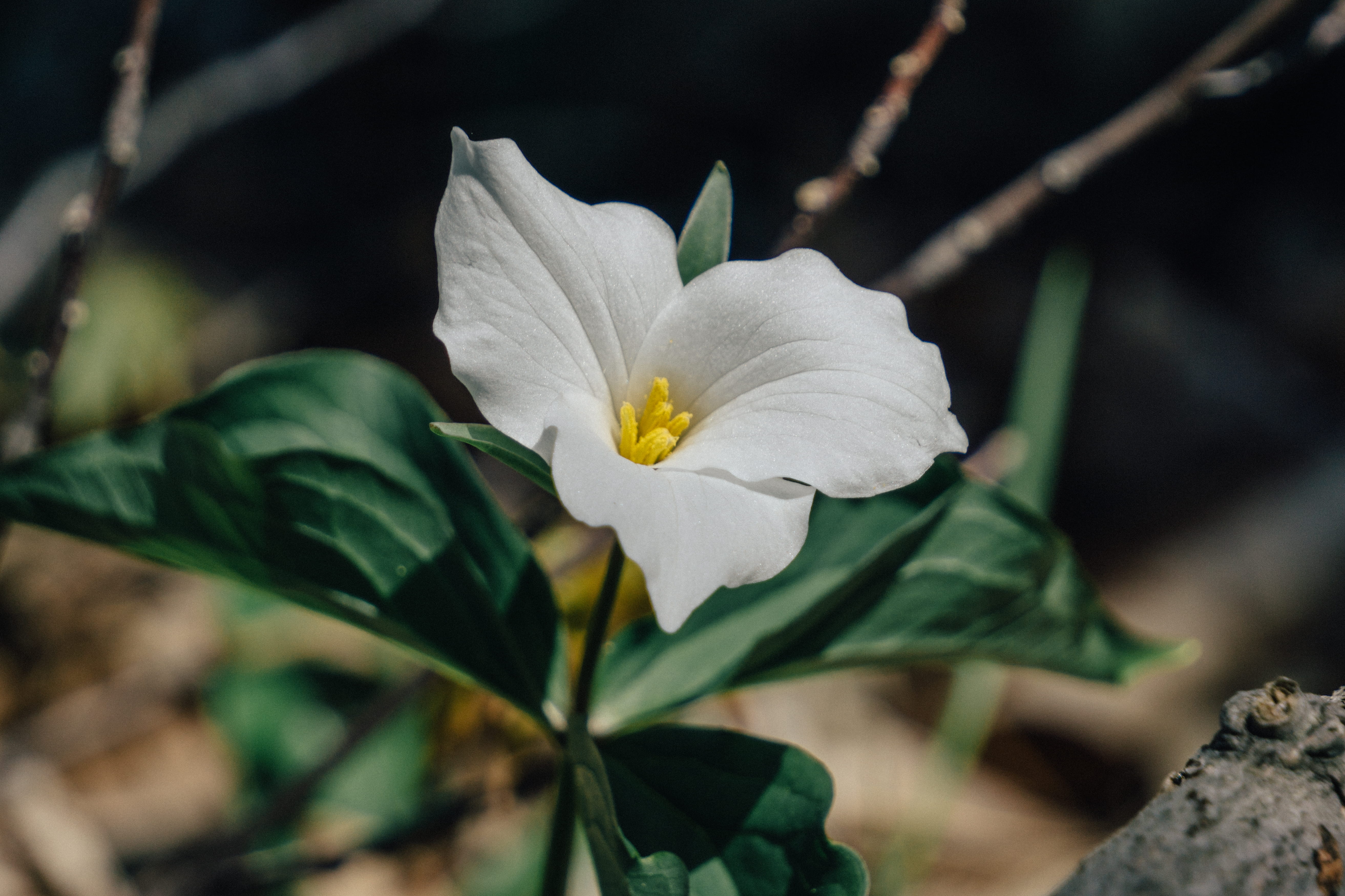 wildflowers, outdoors, ken-o-sha park, trillium, focus on foreground, 5K, close-up, forest, leaf, vulnerability, beauty in nature, no people, plant part, HD Wallpaper