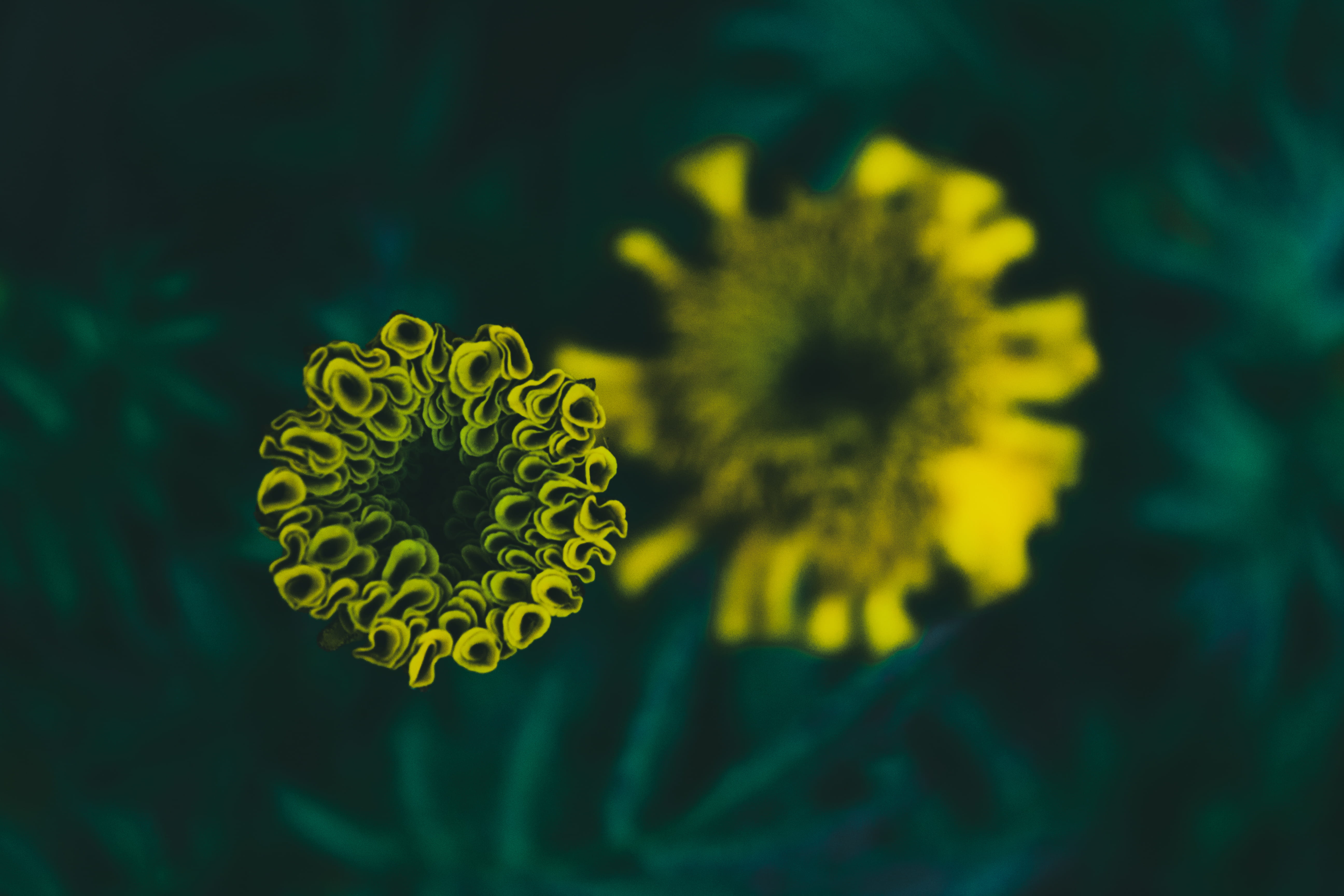 color, garden, dark green, freshness, close-up, flower head, flowering plant, growth, selective, flower, abstract, vulnerability, green, outdoors, bright, HD Wallpaper