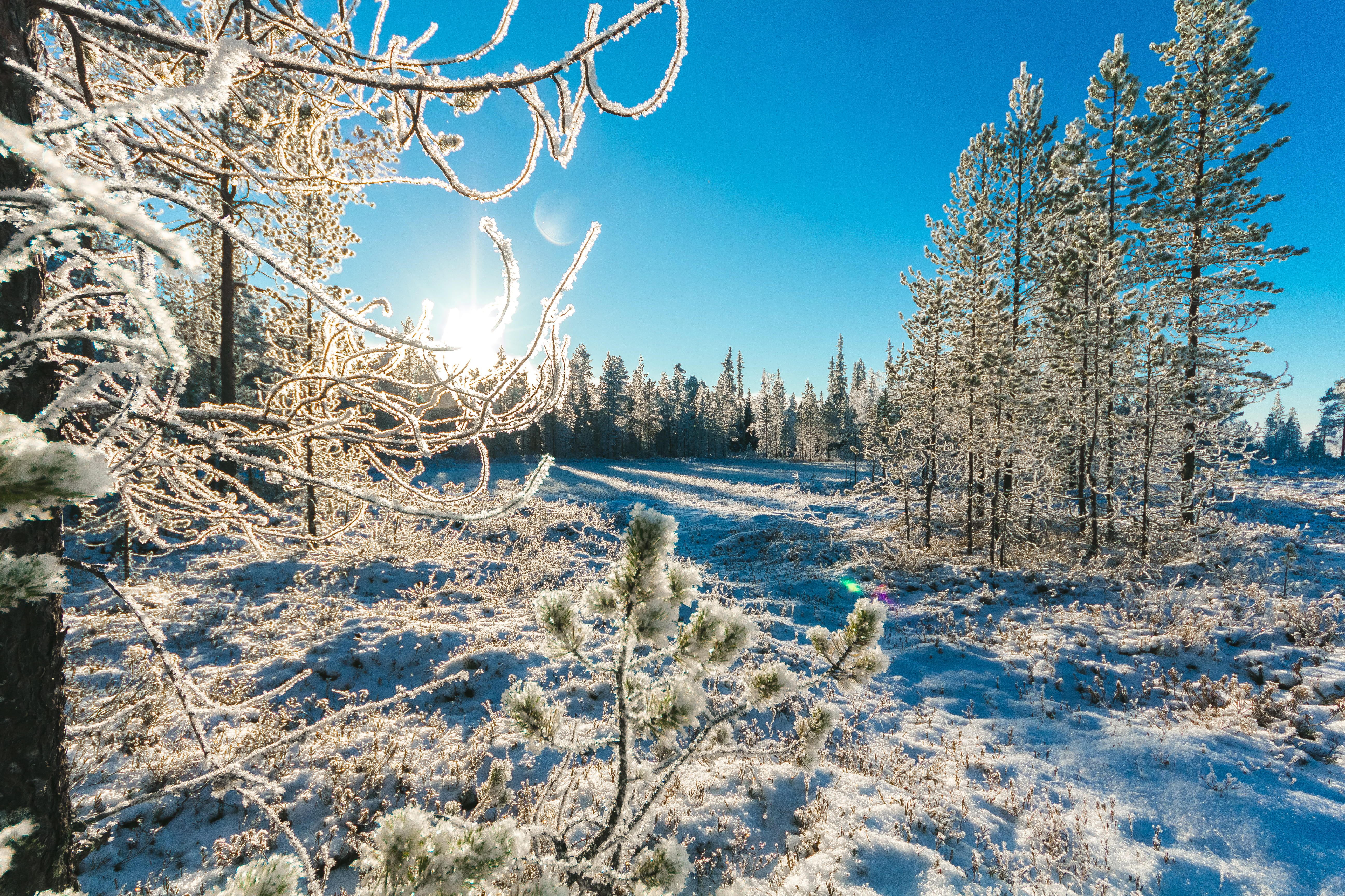no people, coniferous tree, daylight, frozen, season, outdoorchallenge, nature, outdoors, forest, pine tree, trees, sun, zing, snowy, pine, sky, plant, HD Wallpaper