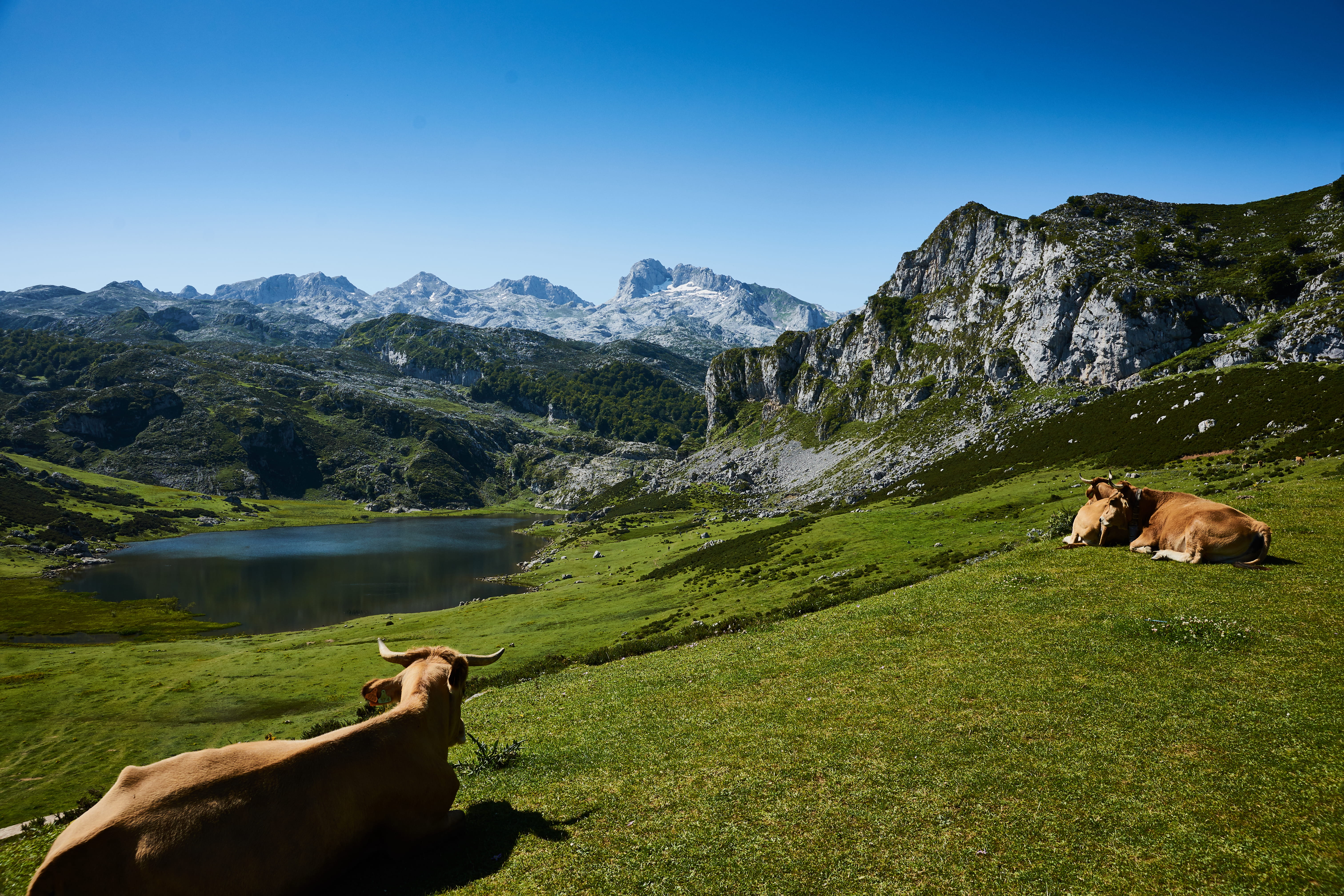 daylight, cows, livestock, environment, two, plant, mammal, one animal, domestic, lying, herbivorous, mountains, 5K, animal, sky, mountain range, beauty in nature, HD Wallpaper