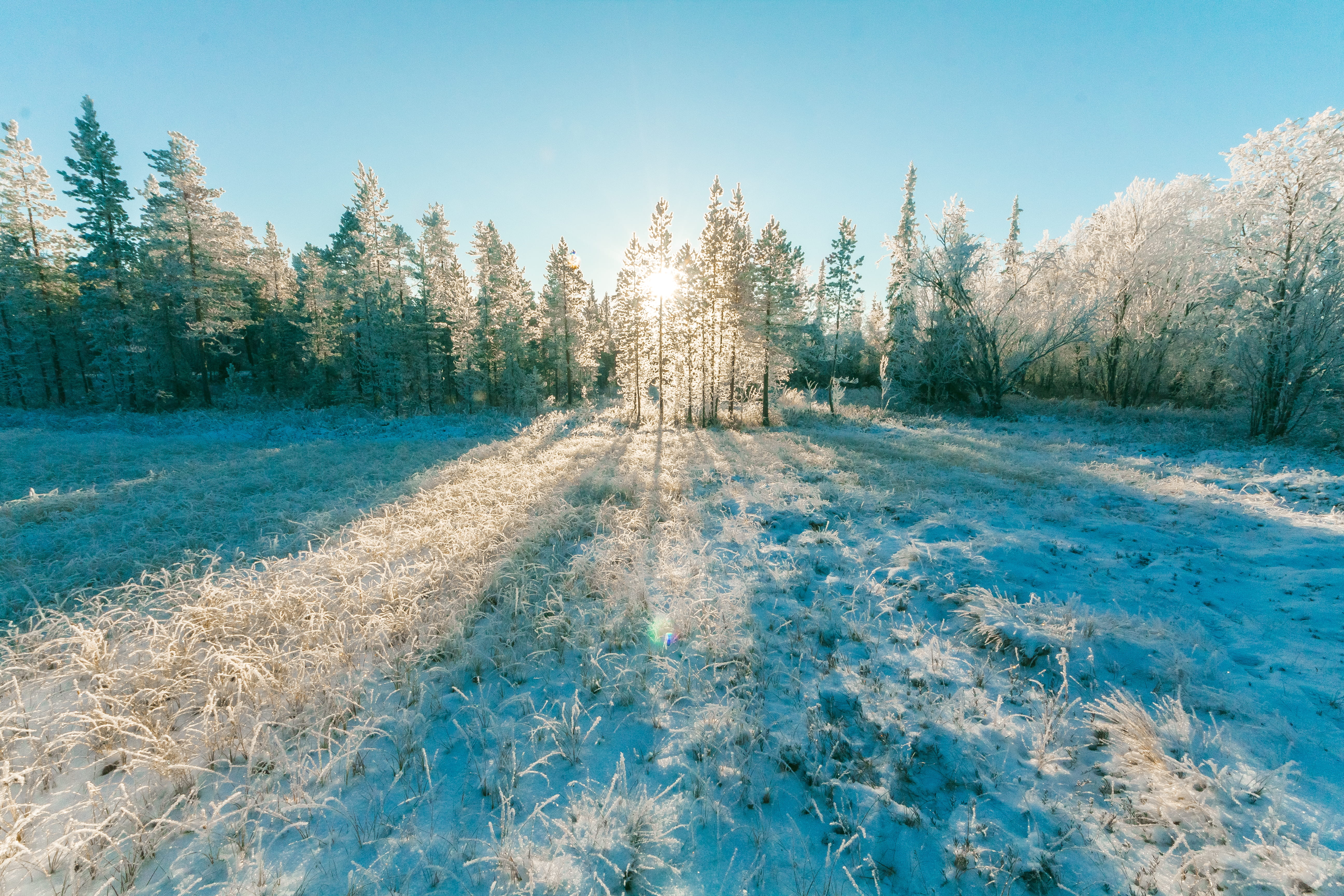 frost, 5K, tranquility, winter, non-urban scene, ice, nature, green, weather, clear sky, snowy, woods, cold, beauty in nature, snow, zing, land, trees, HD Wallpaper