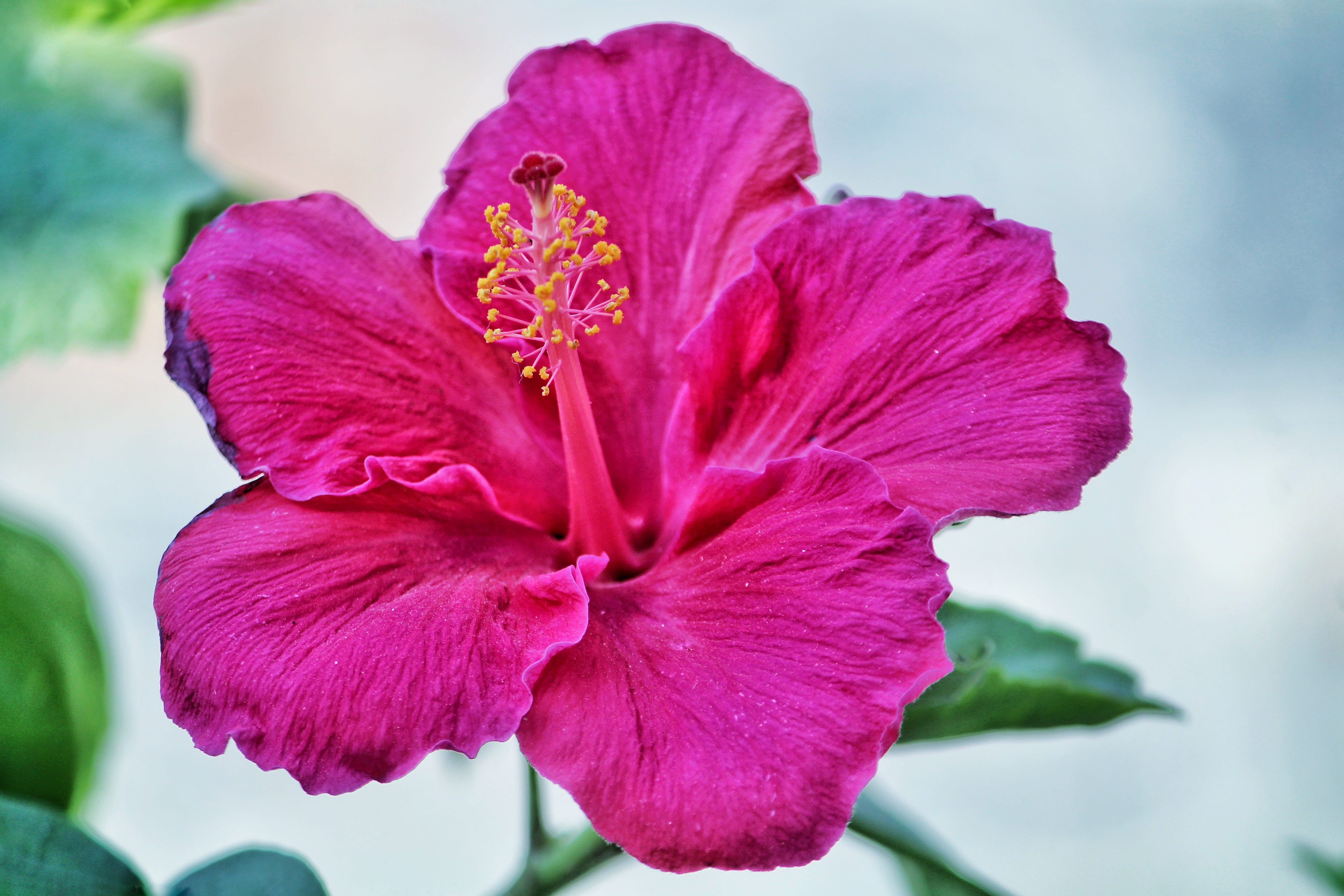flower, fragility, focus on foreground, pink color, pink, tropical, beauty in nature, season, bright, garden, nature, Hibiscus, vulnerability, flora, colour, HD Wallpaper